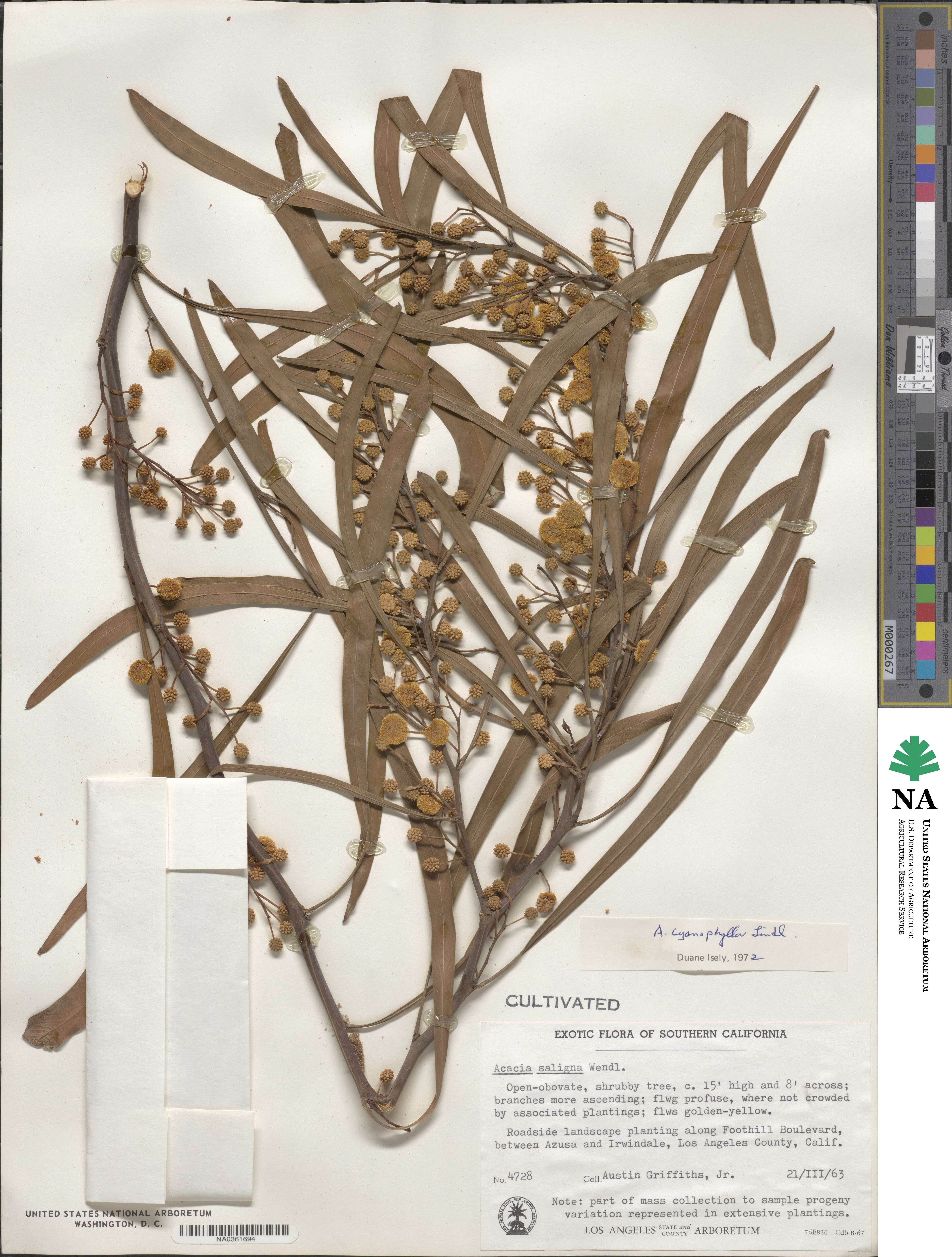 Acacia saligna image