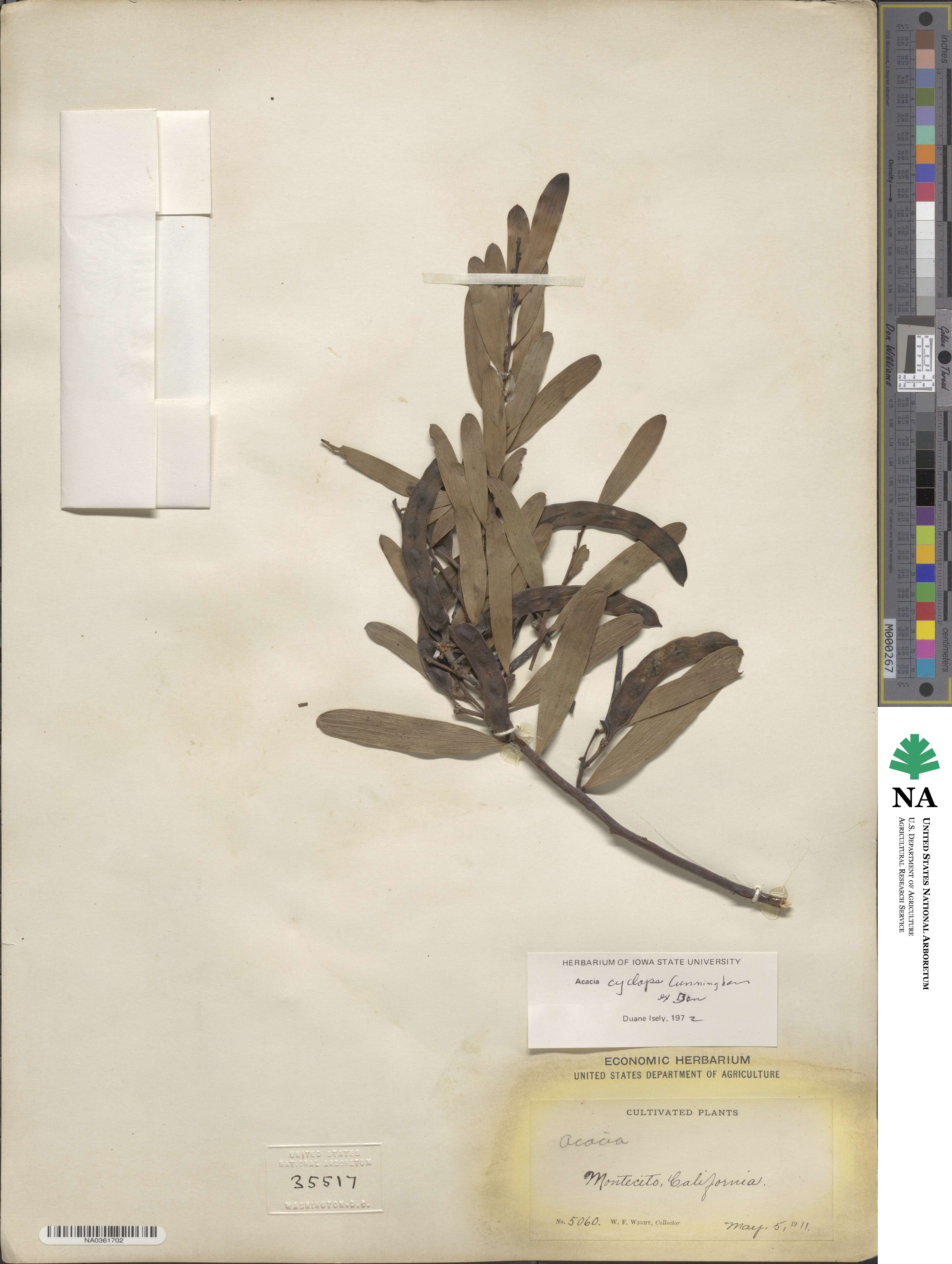 Acacia cyclops image