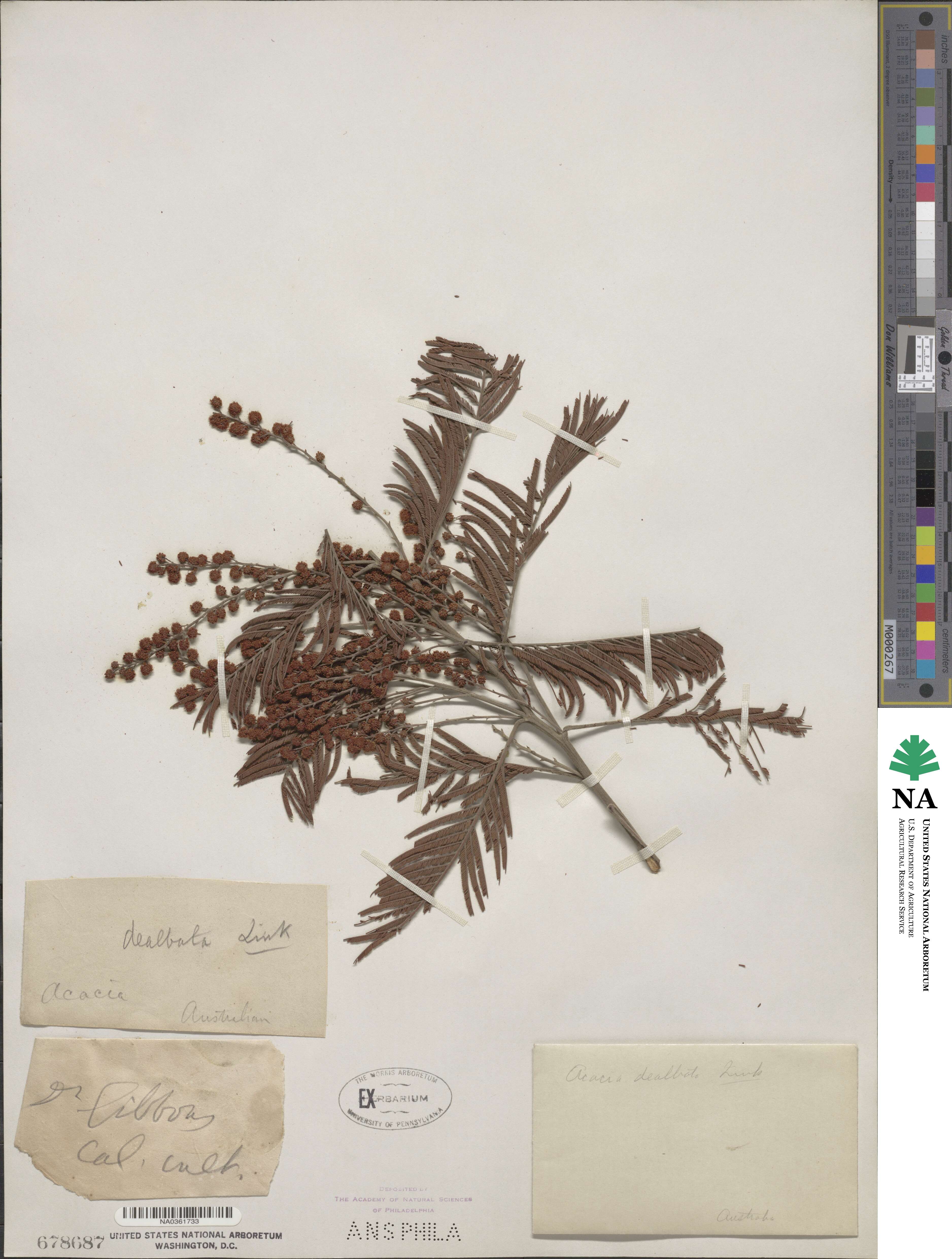 Acacia dealbata image