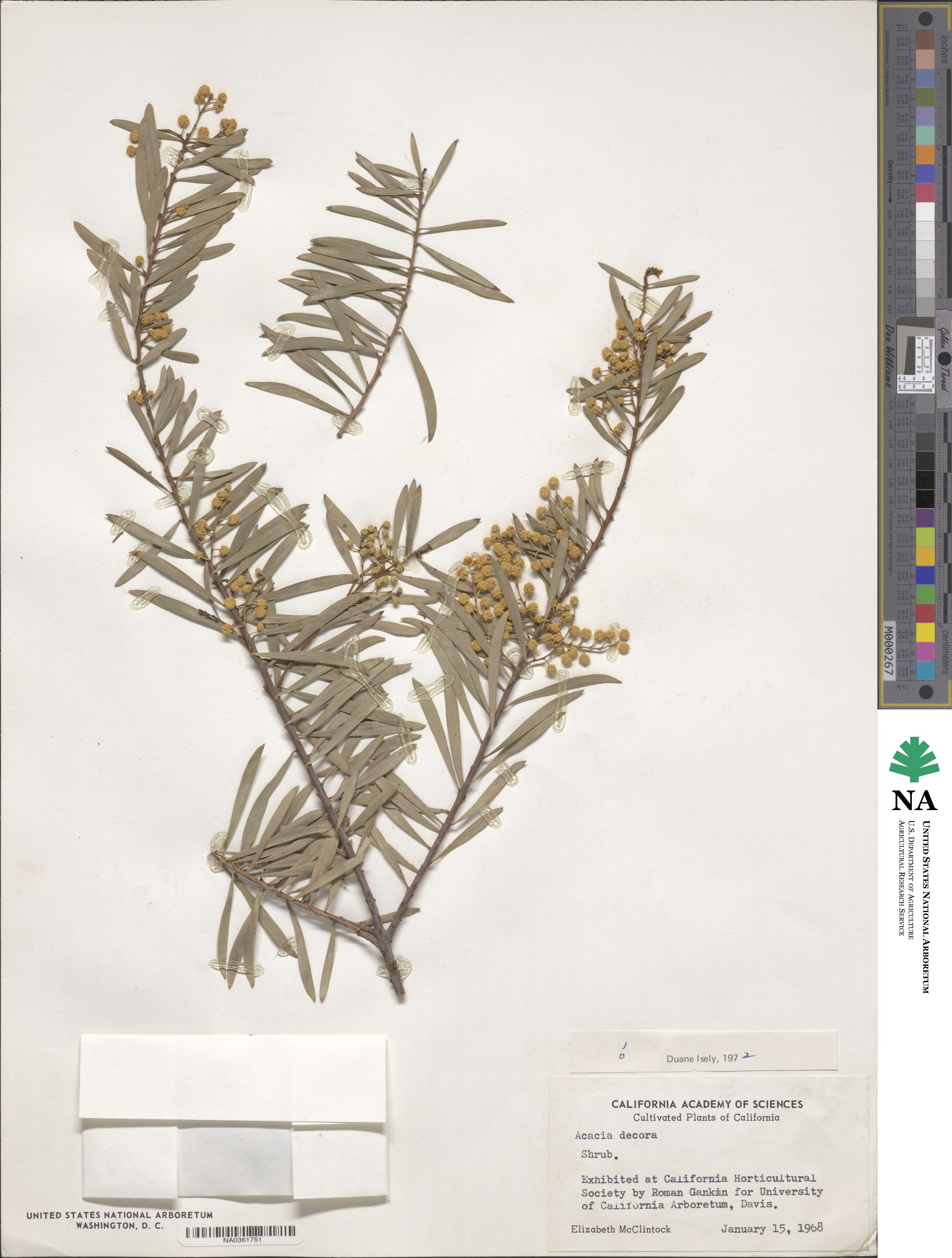 Acacia decora image