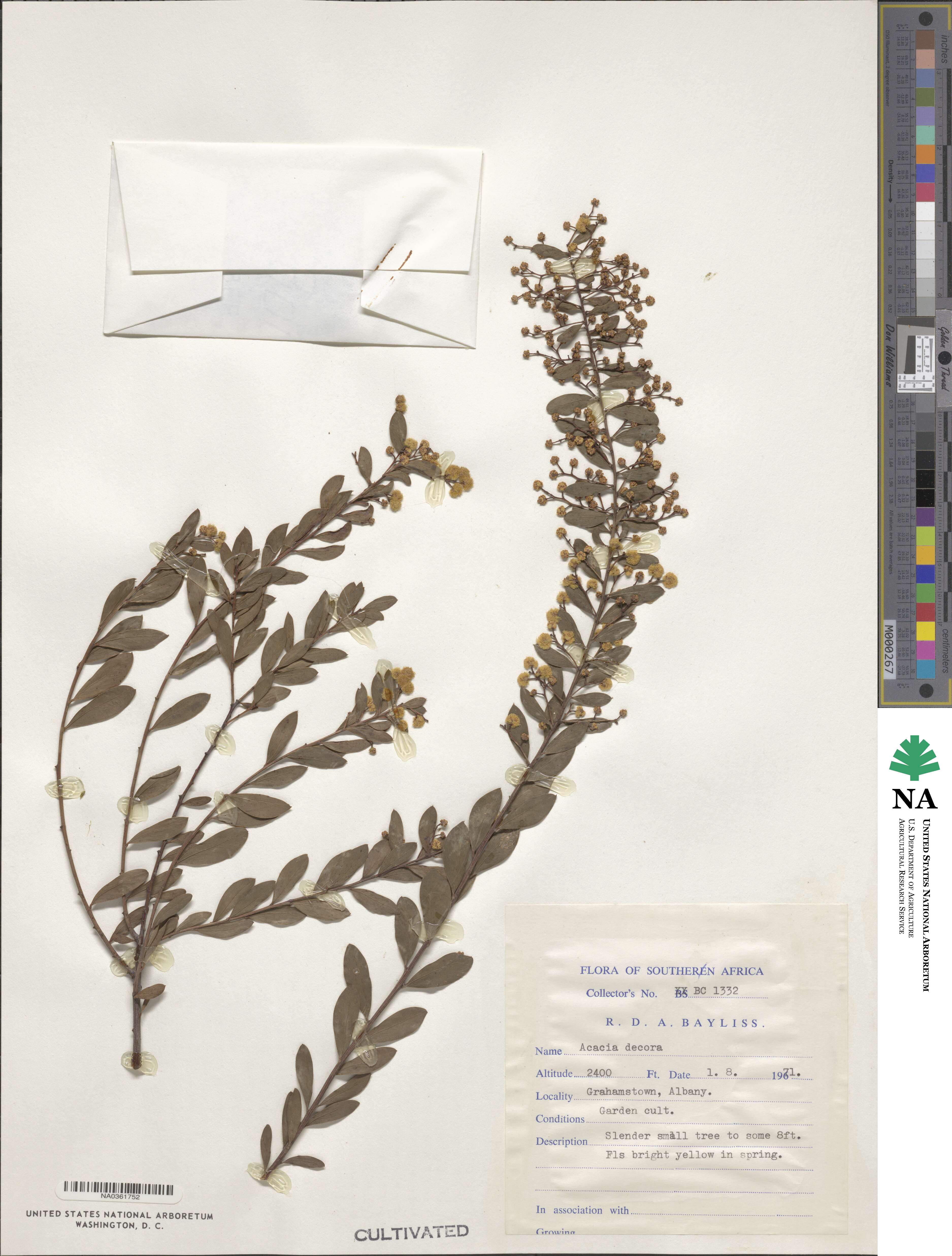 Acacia decora image