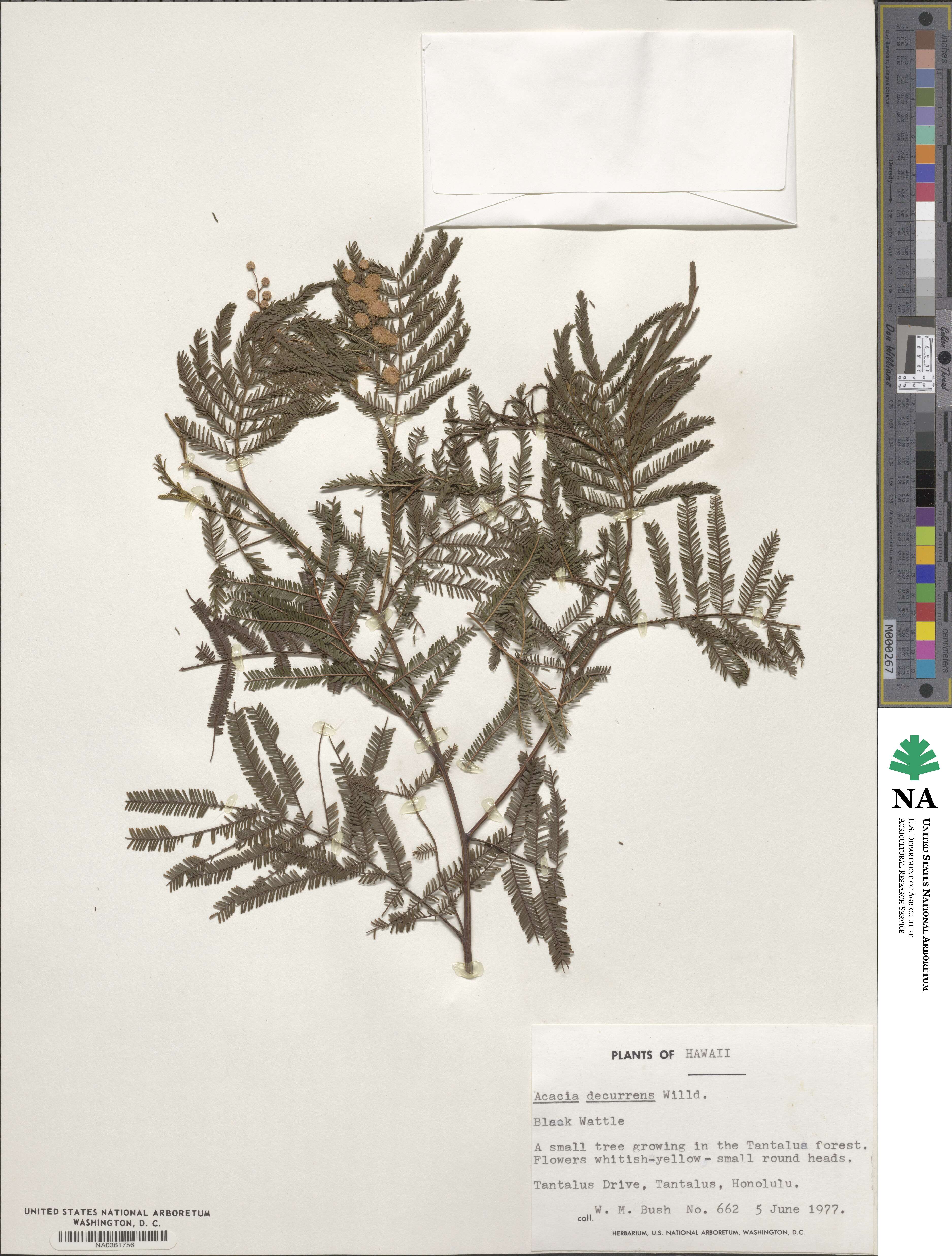Acacia decurrens image