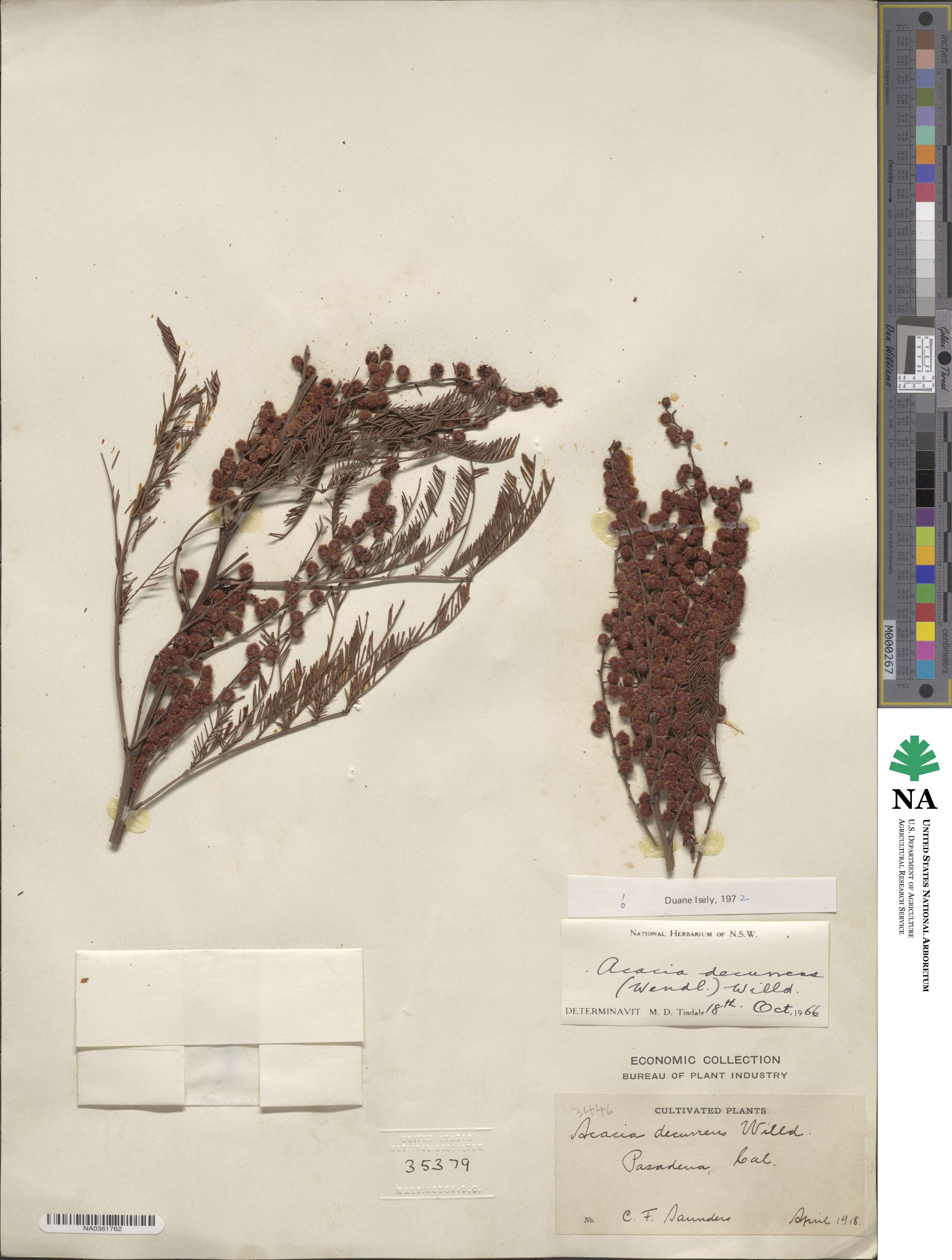 Acacia decurrens image