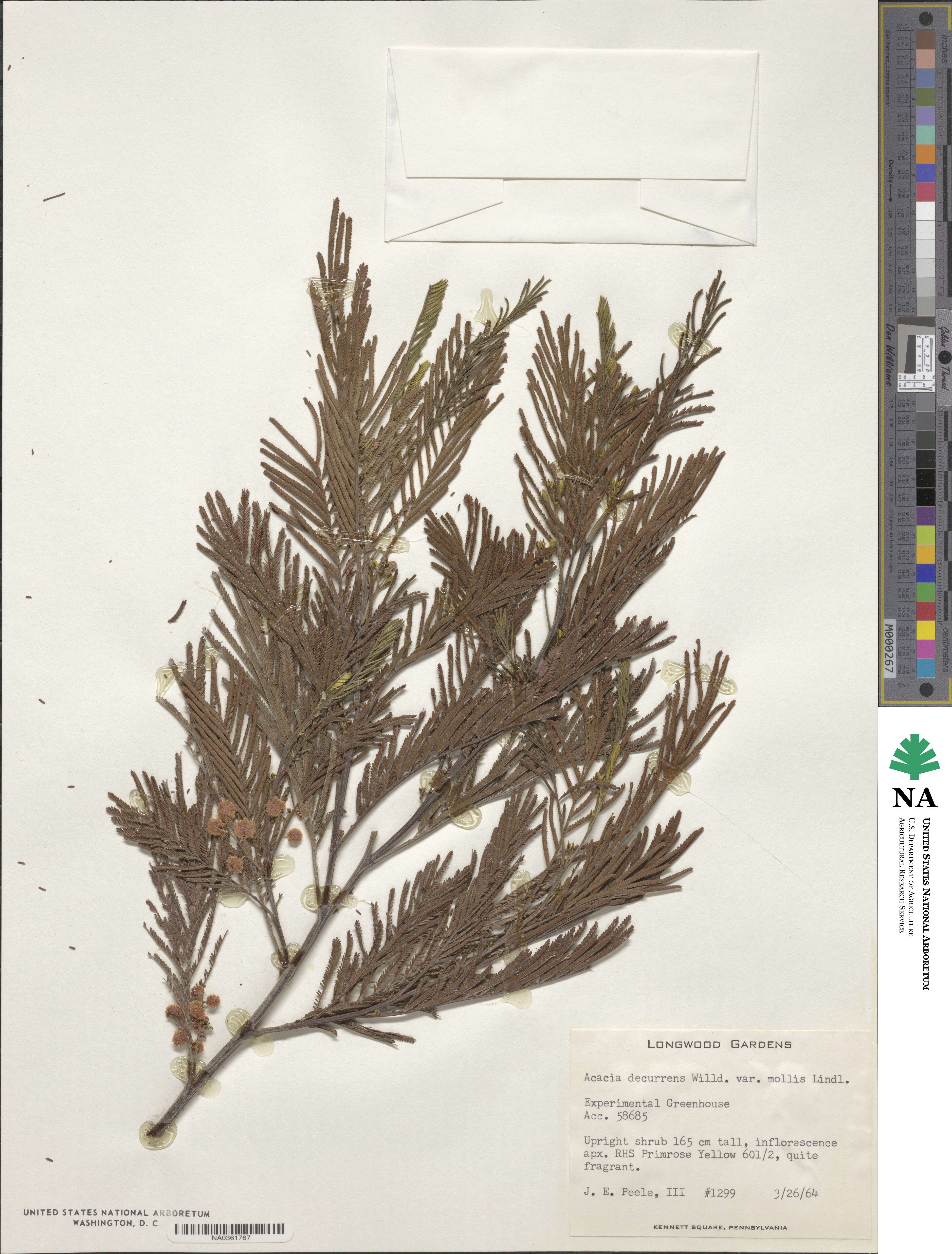Acacia decurrens var. mollis image
