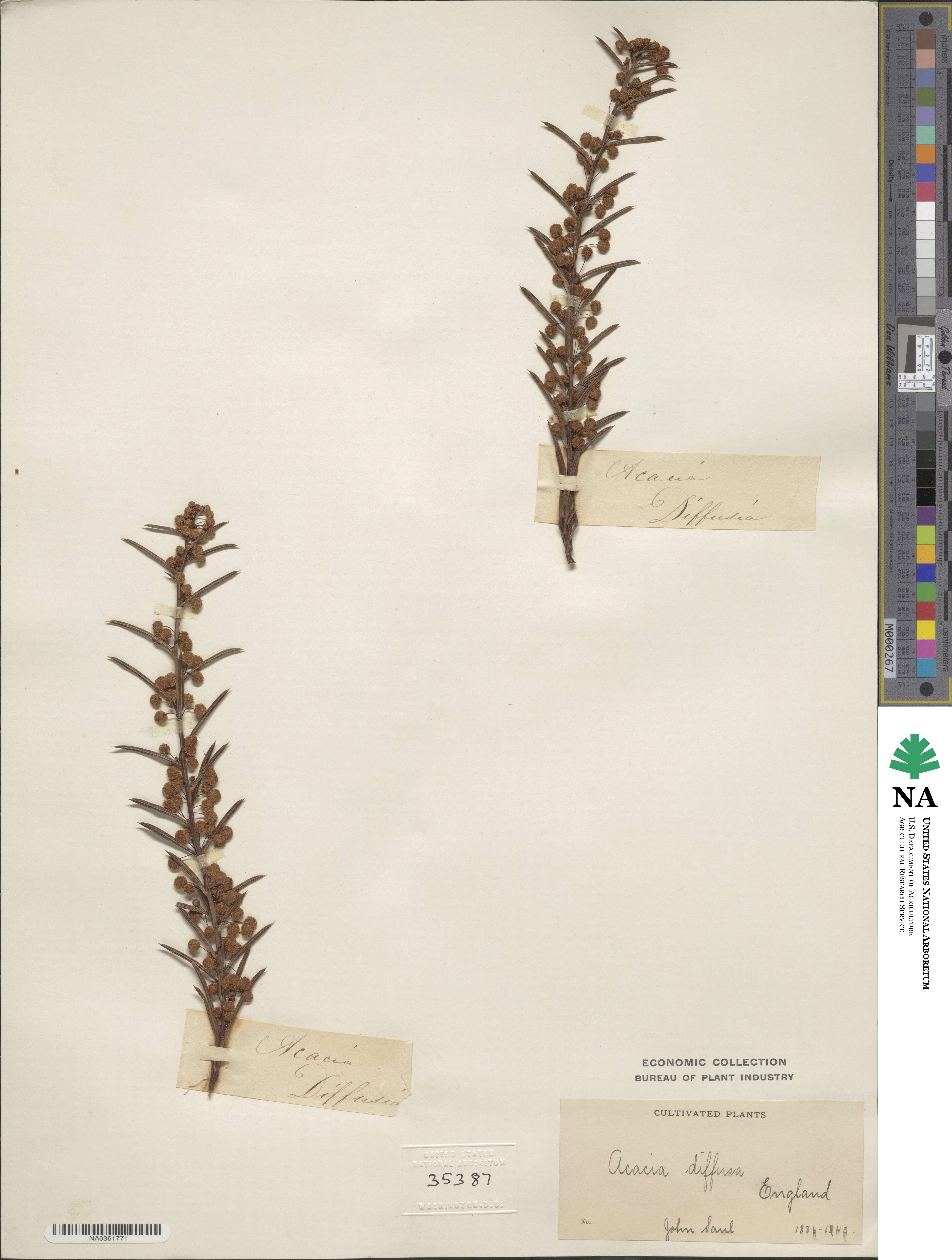 Acacia genistifolia image