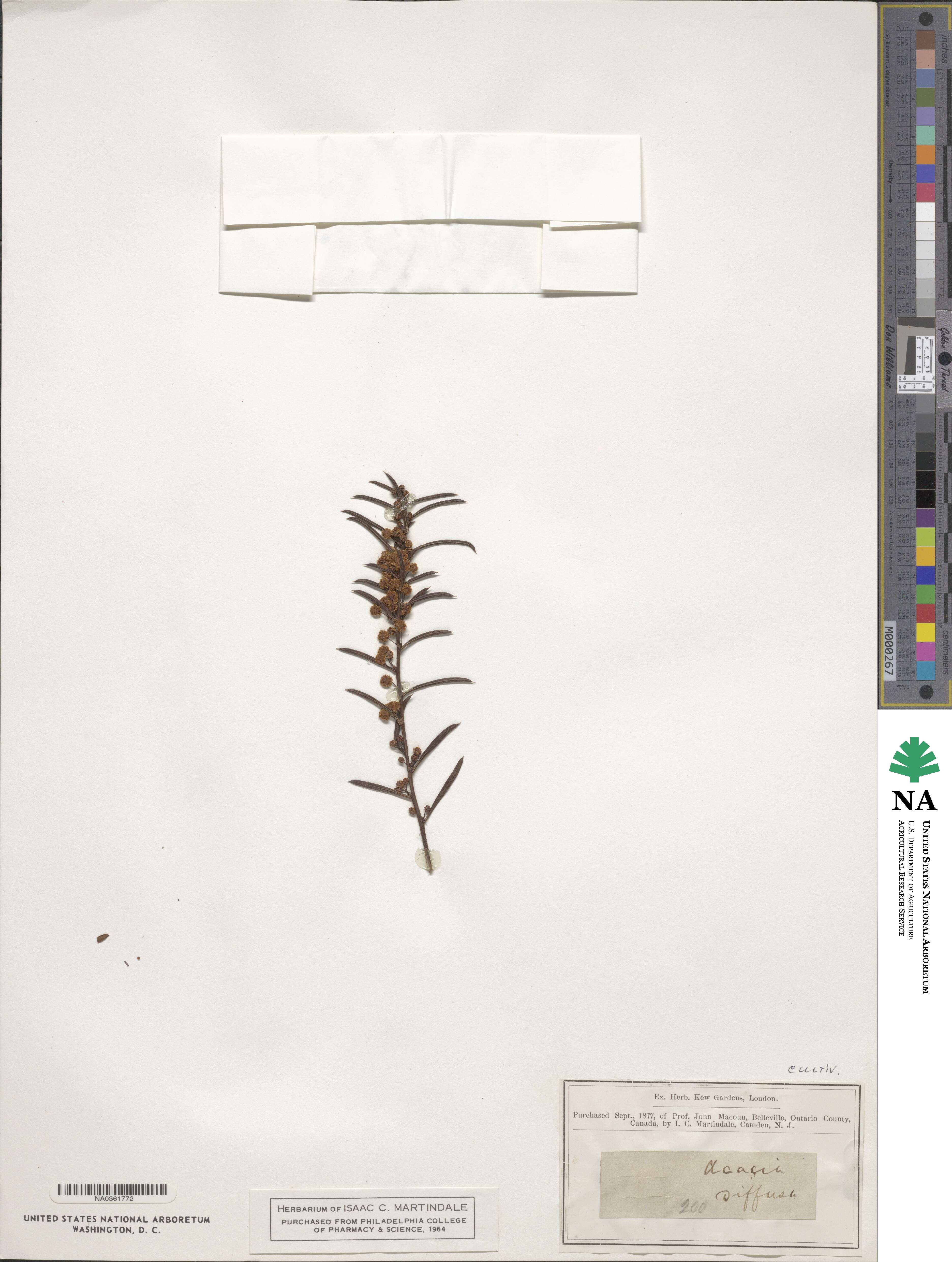 Acacia genistifolia image
