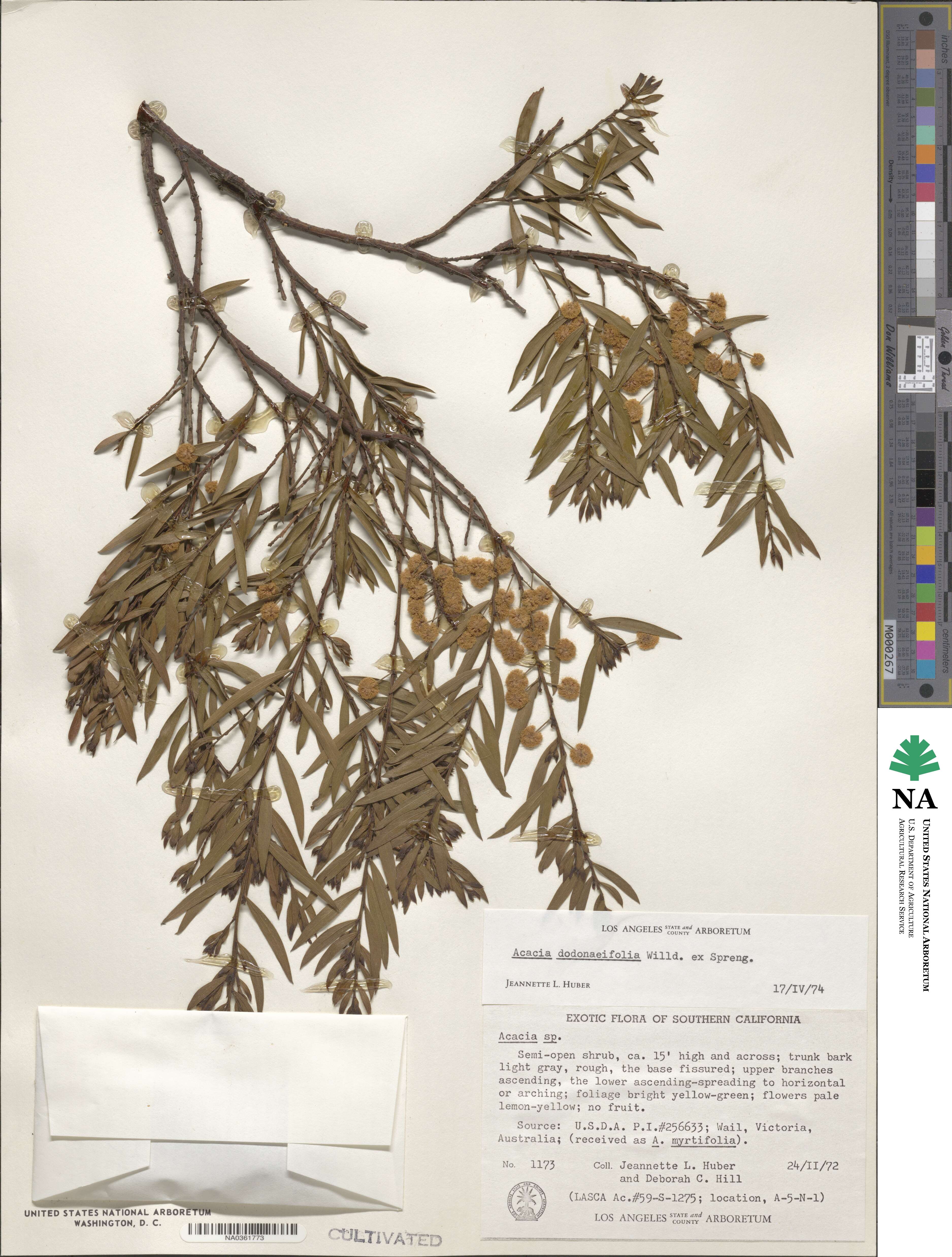 Acacia dodonaeifolia image