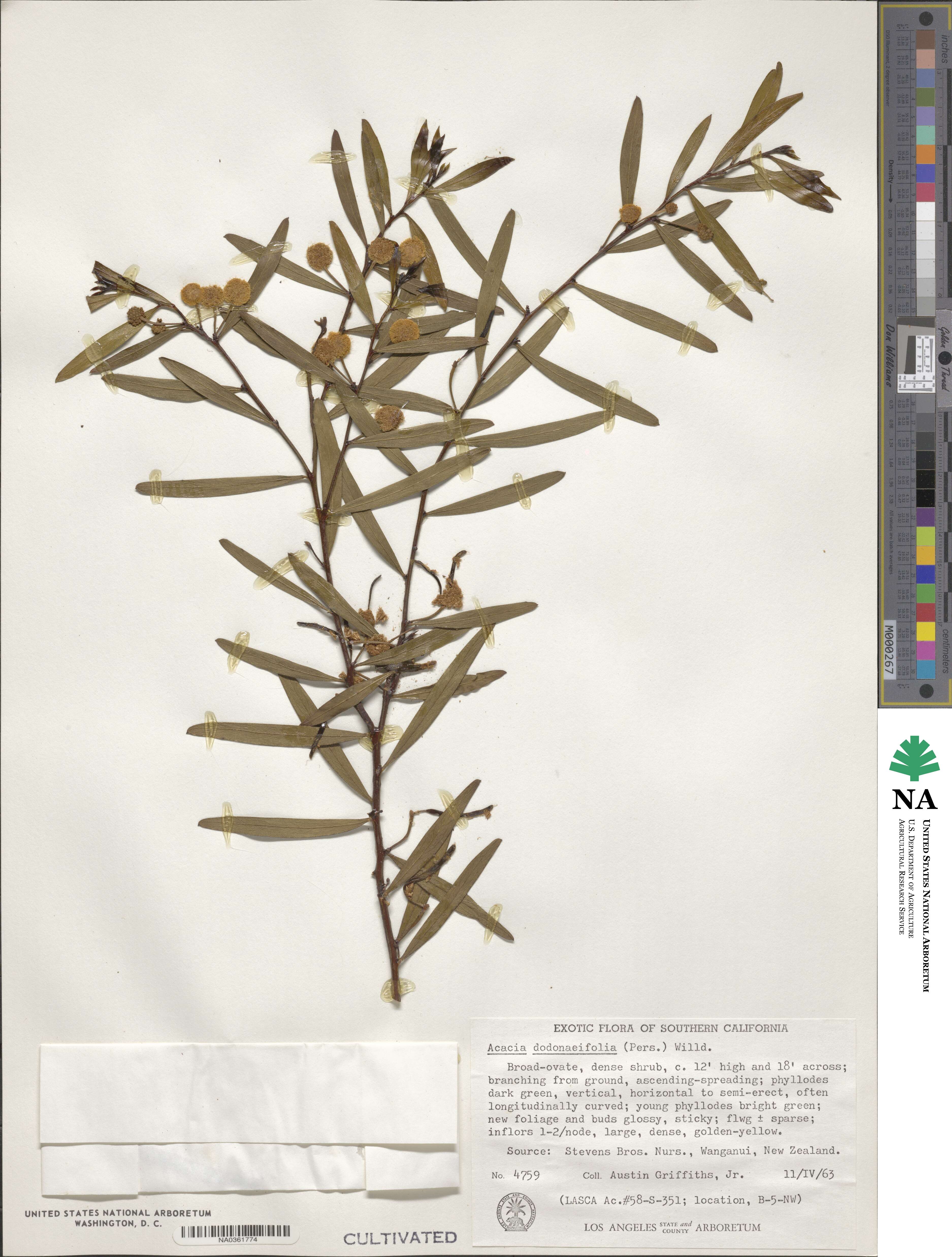 Acacia dodonaeifolia image