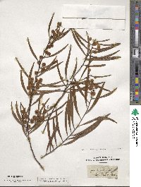 Acacia dodonaeifolia image