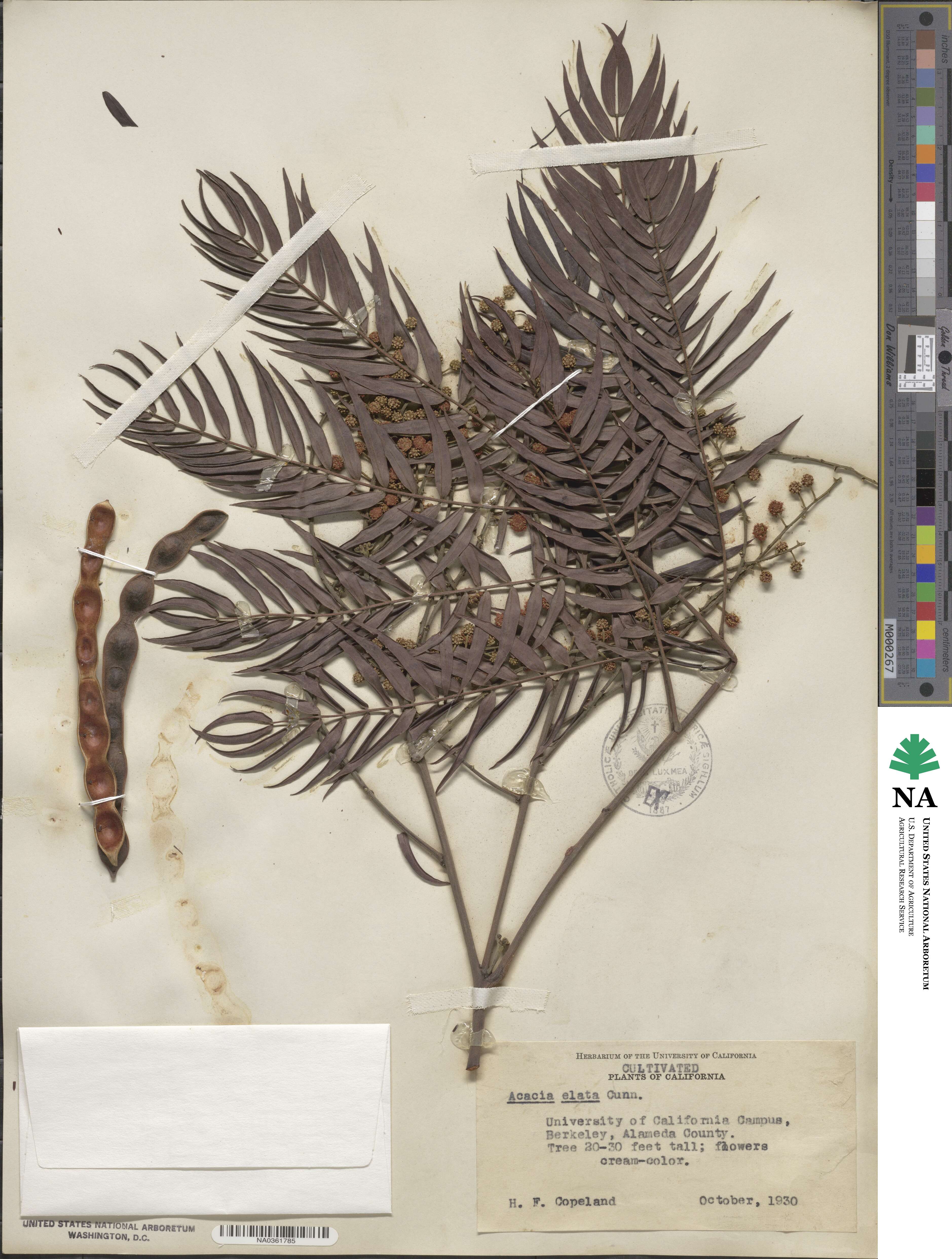 Acacia drummondii image