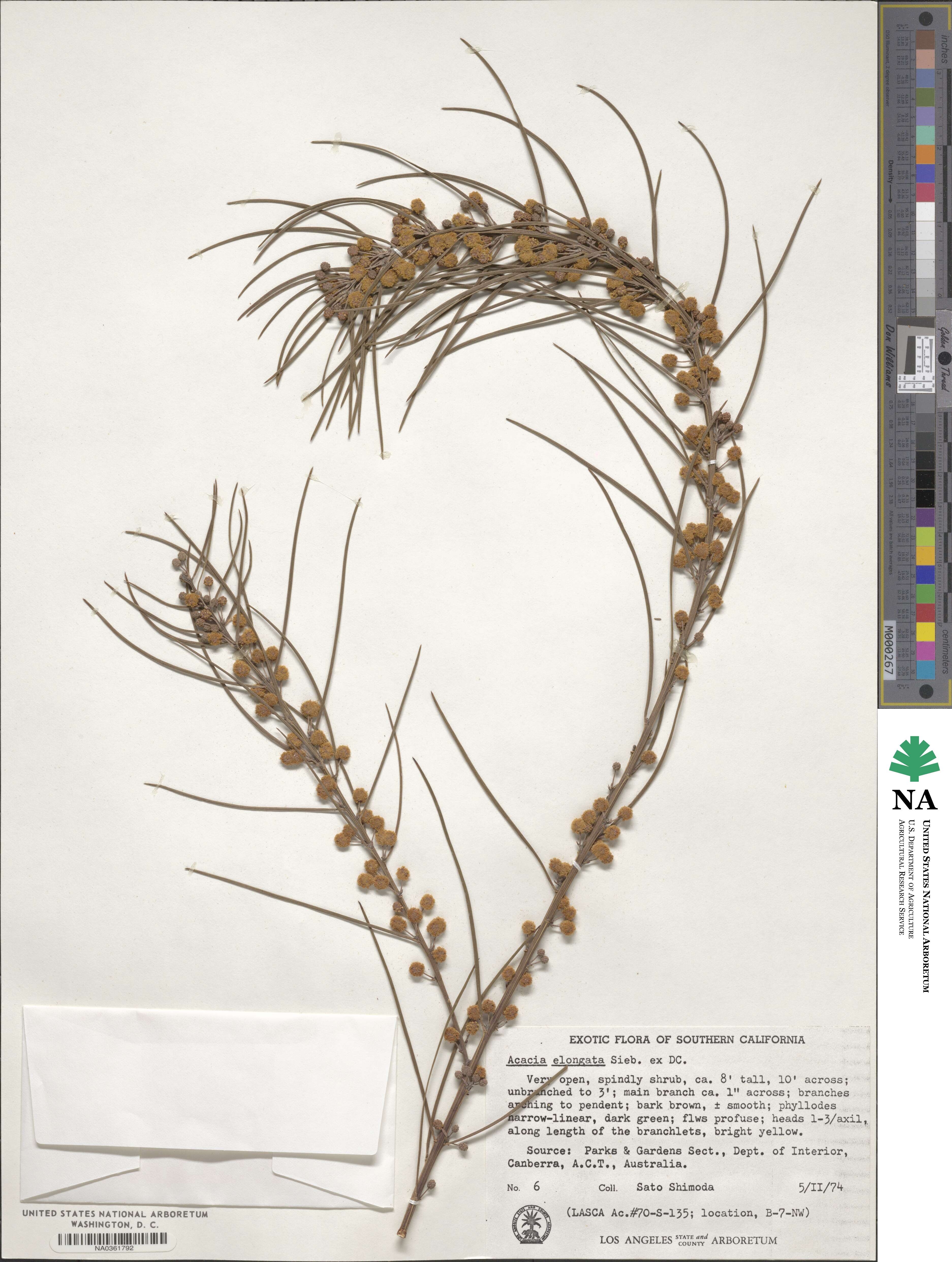 Acacia elongata image