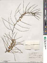 Acacia elongata image