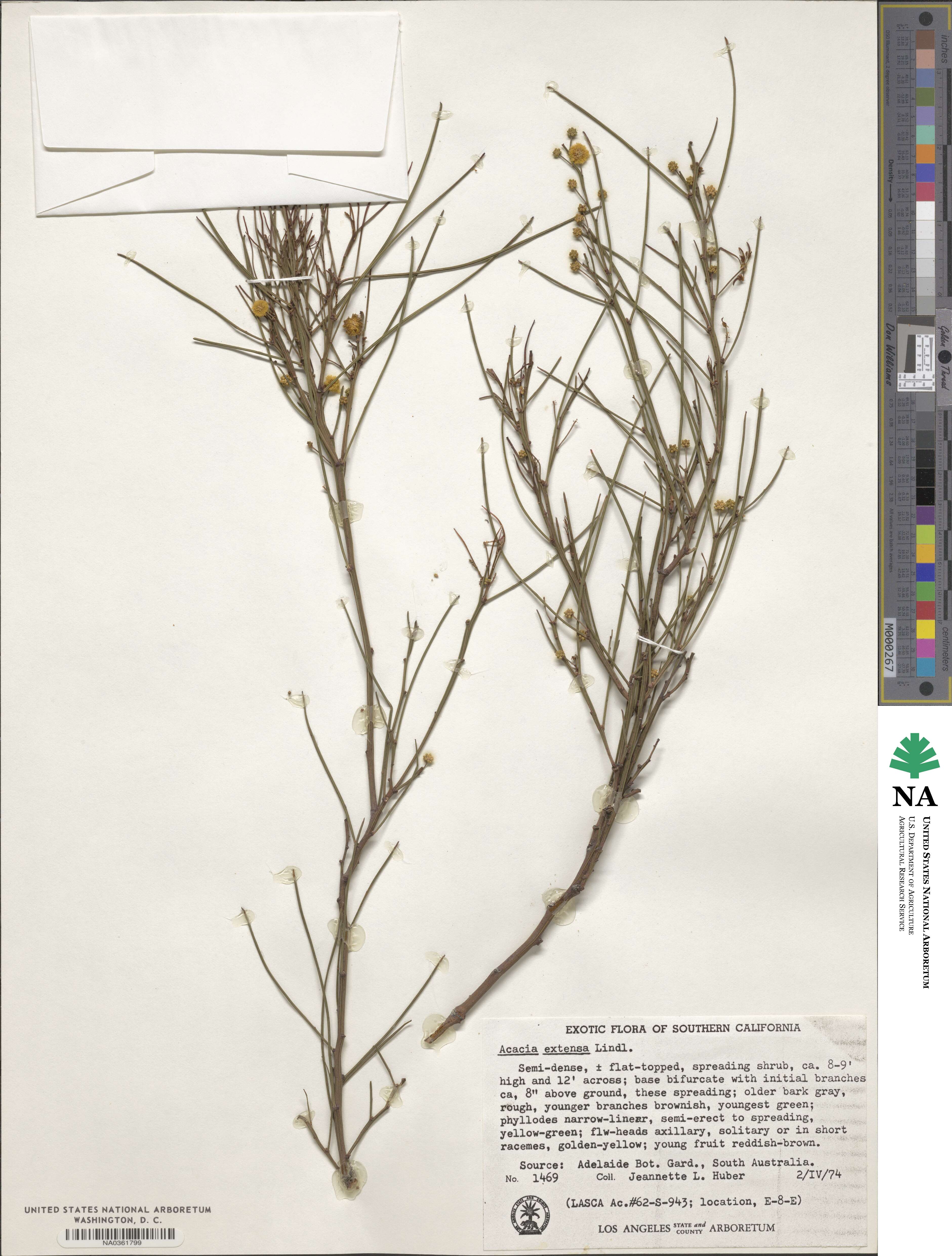 Acacia extensa image