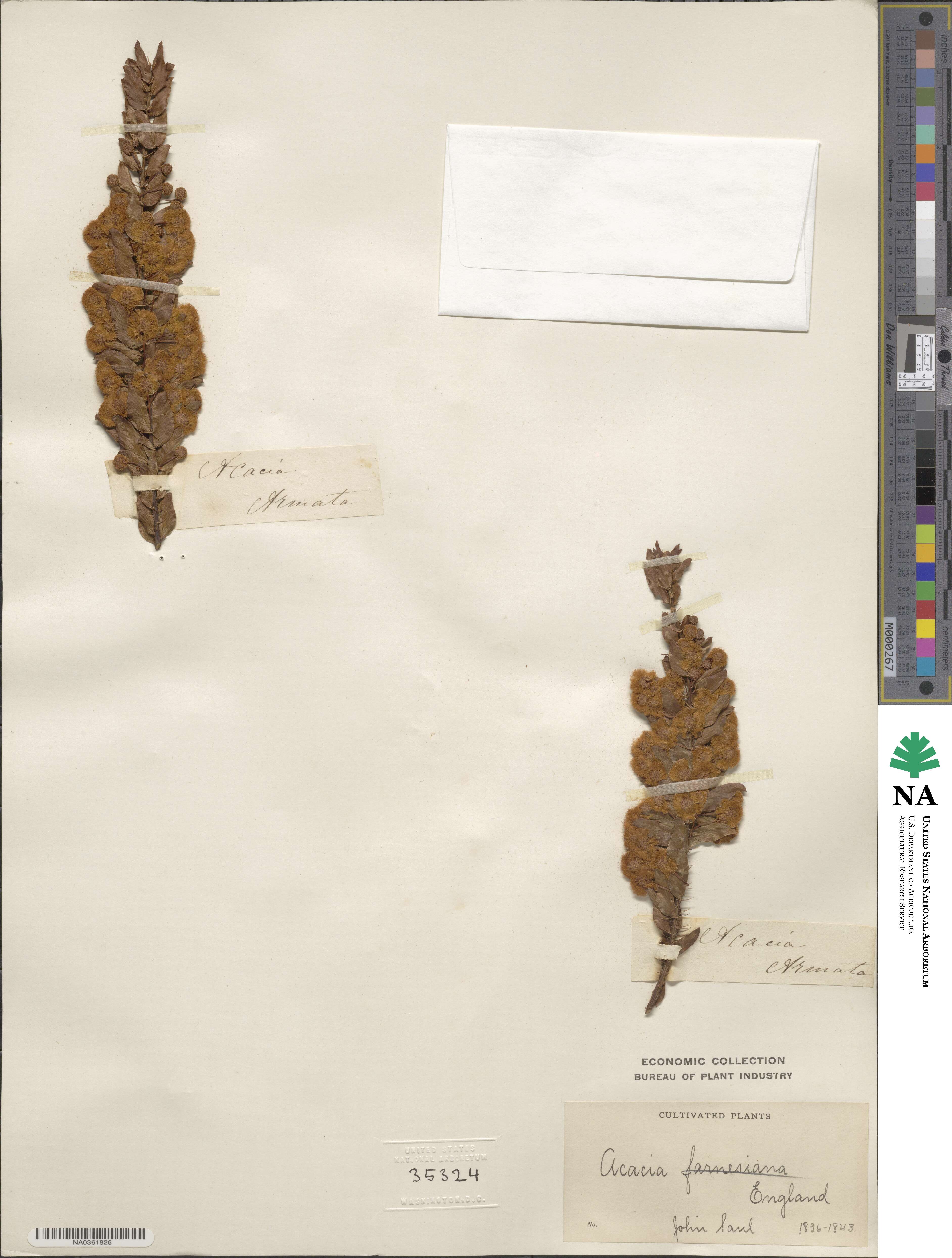 Vachellia farnesiana image