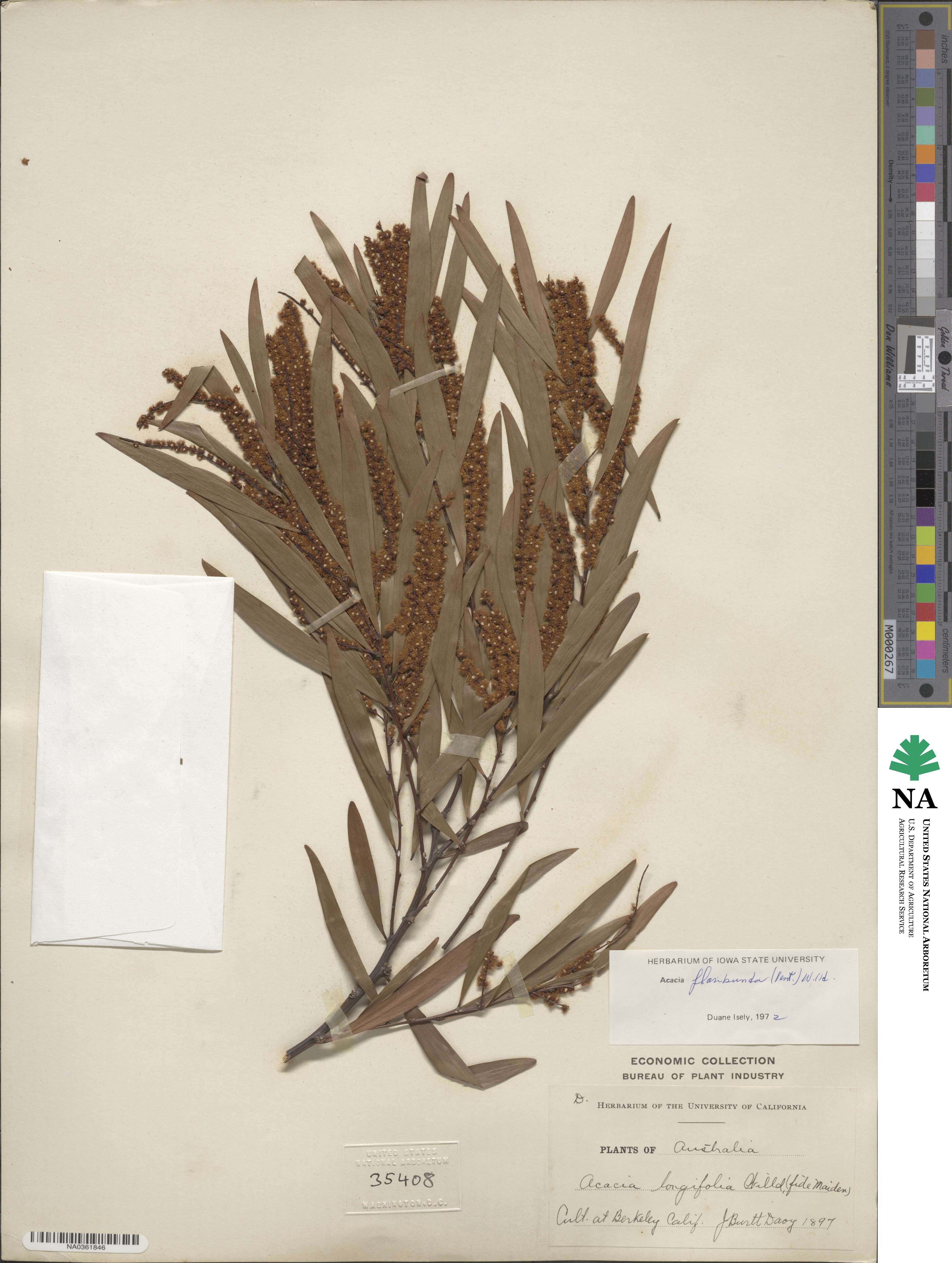 Acacia floribunda image