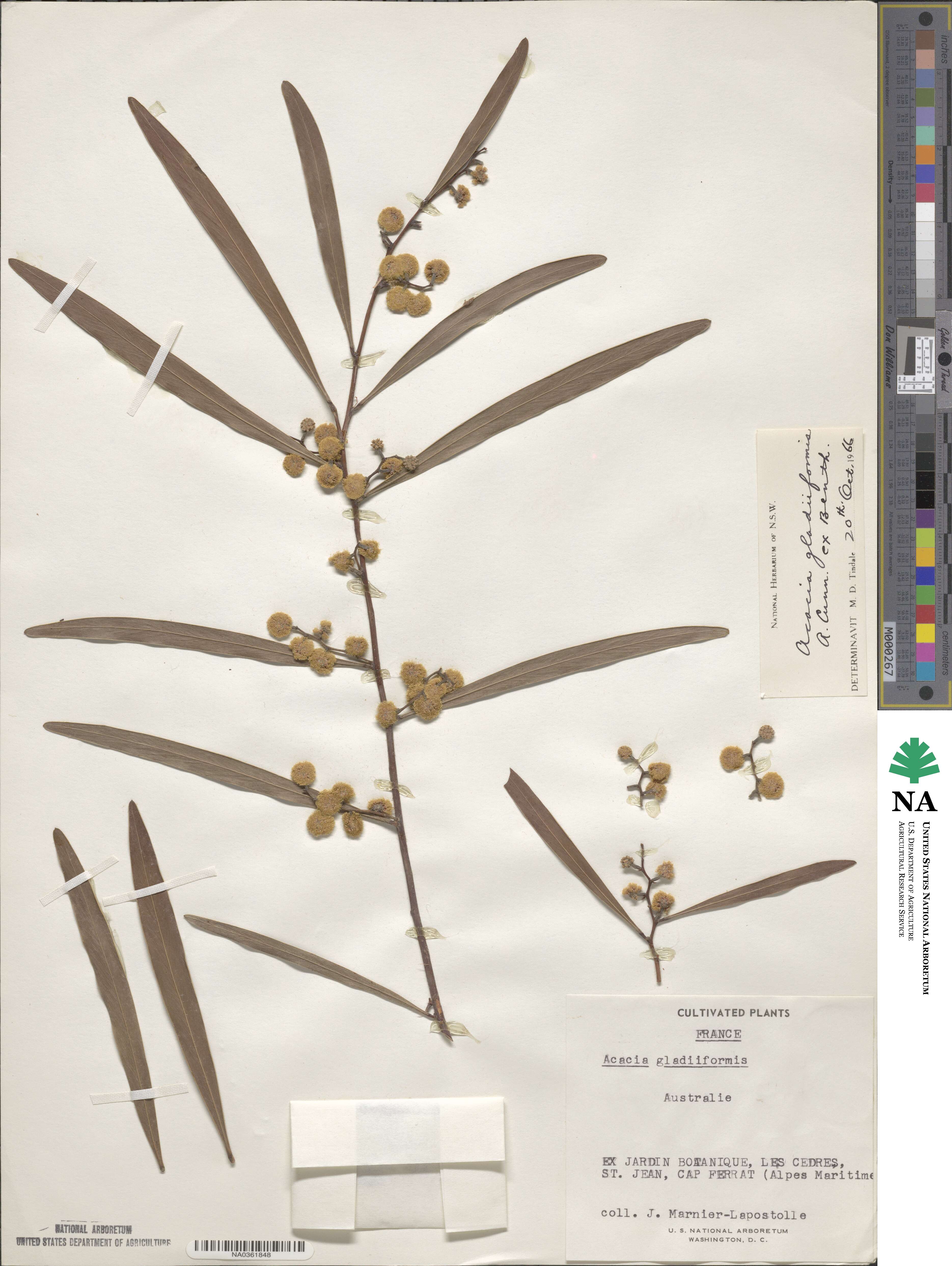 Acacia gladiiformis image