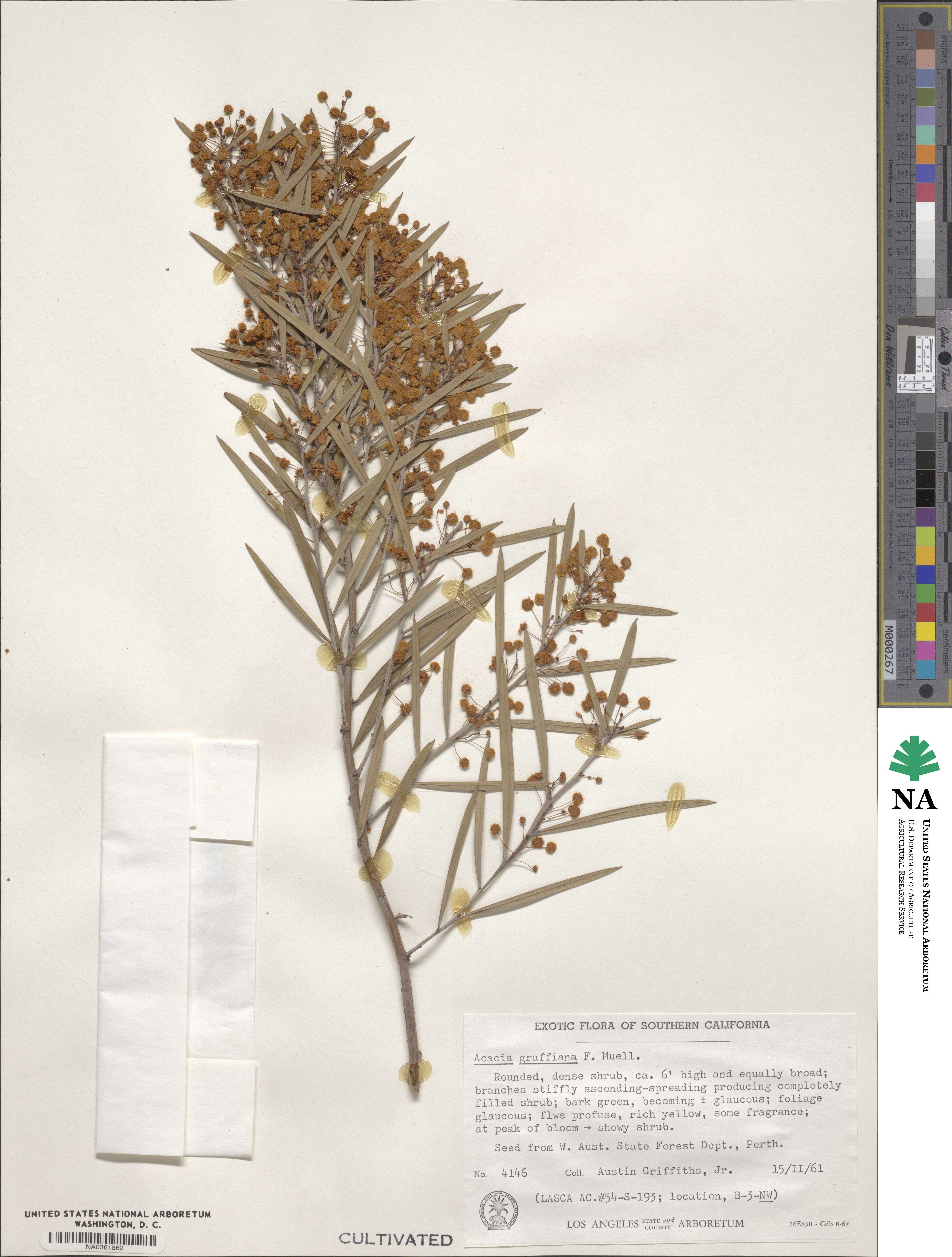 Acacia hemiteles image