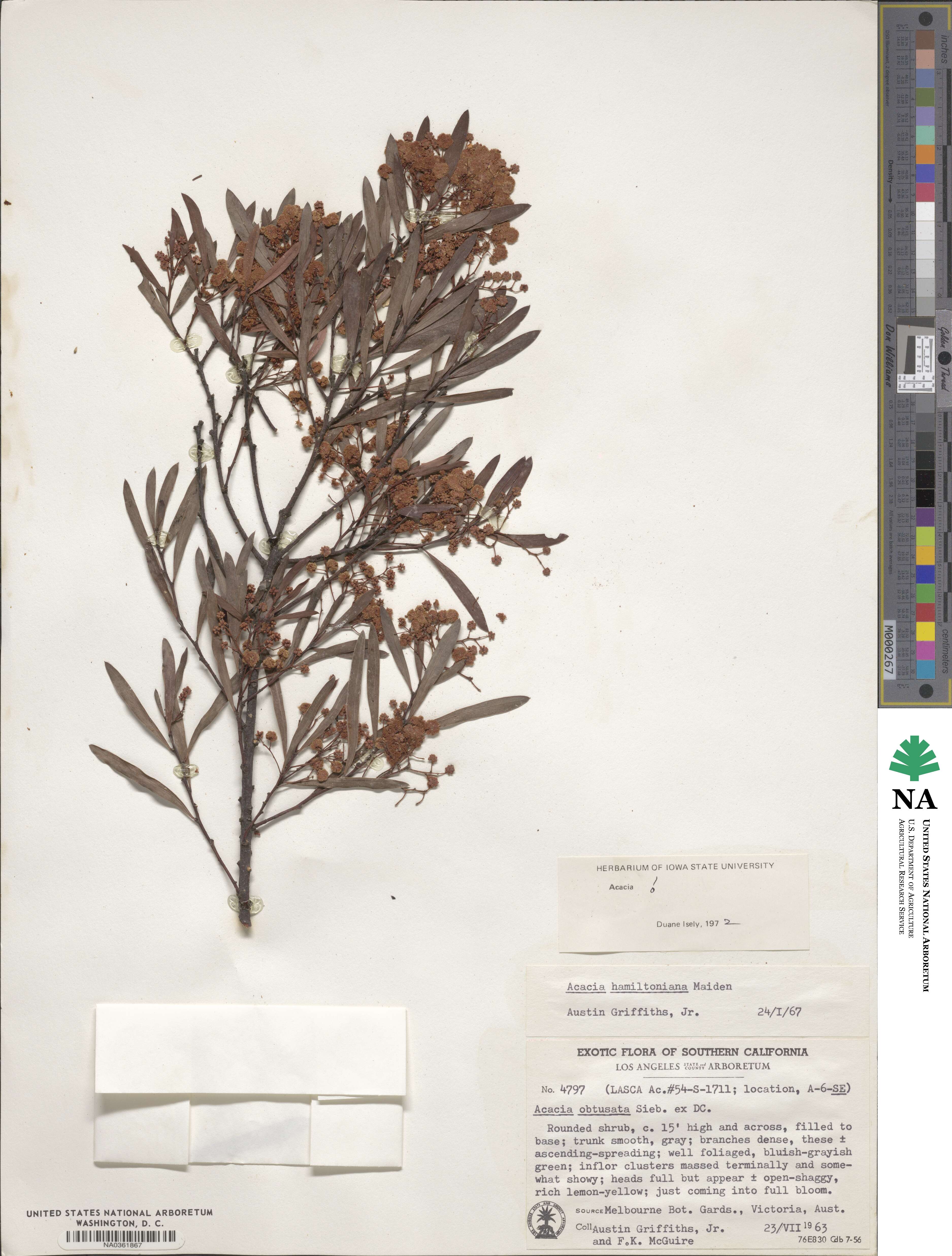 Acacia hamiltoniana image