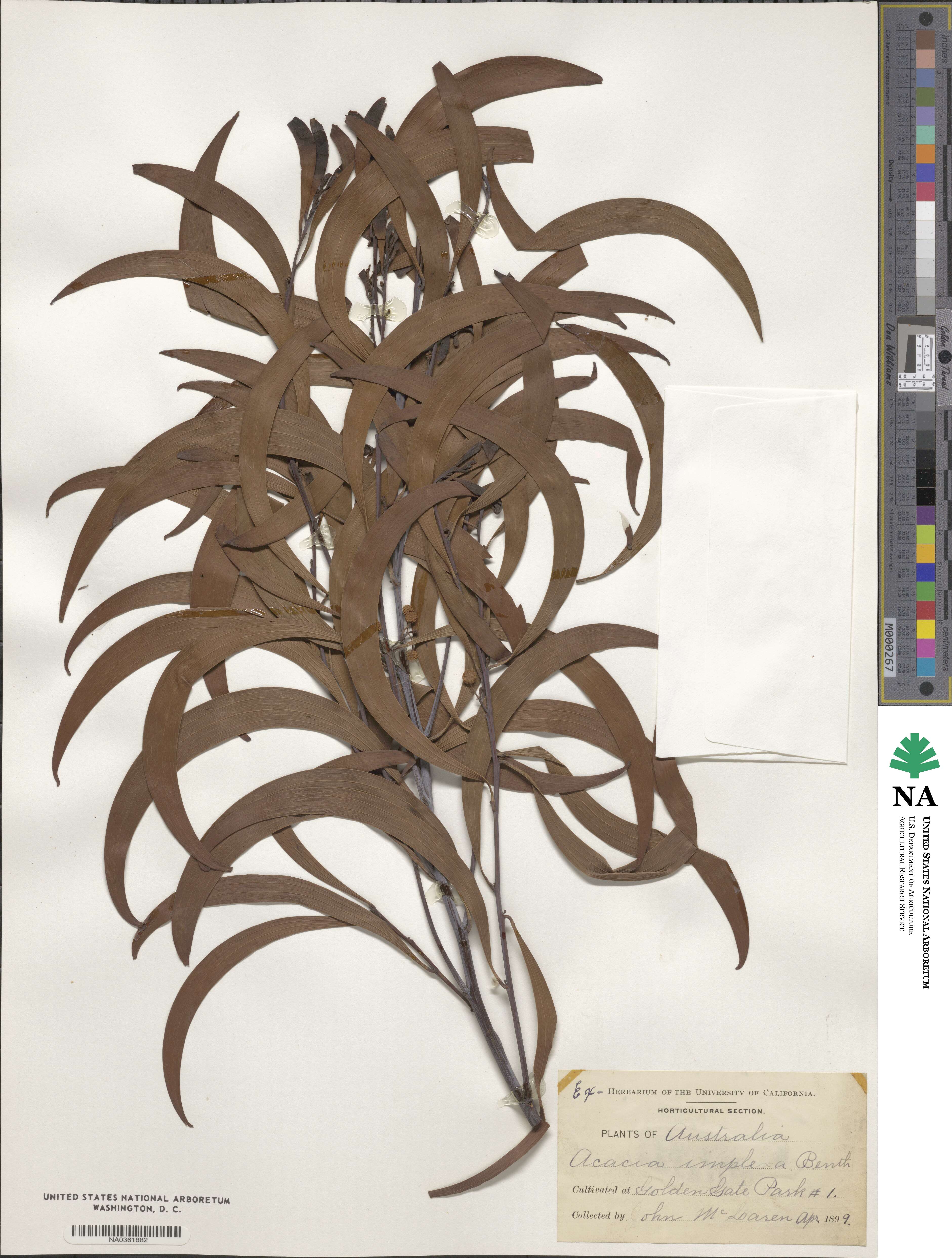 Acacia impressa image