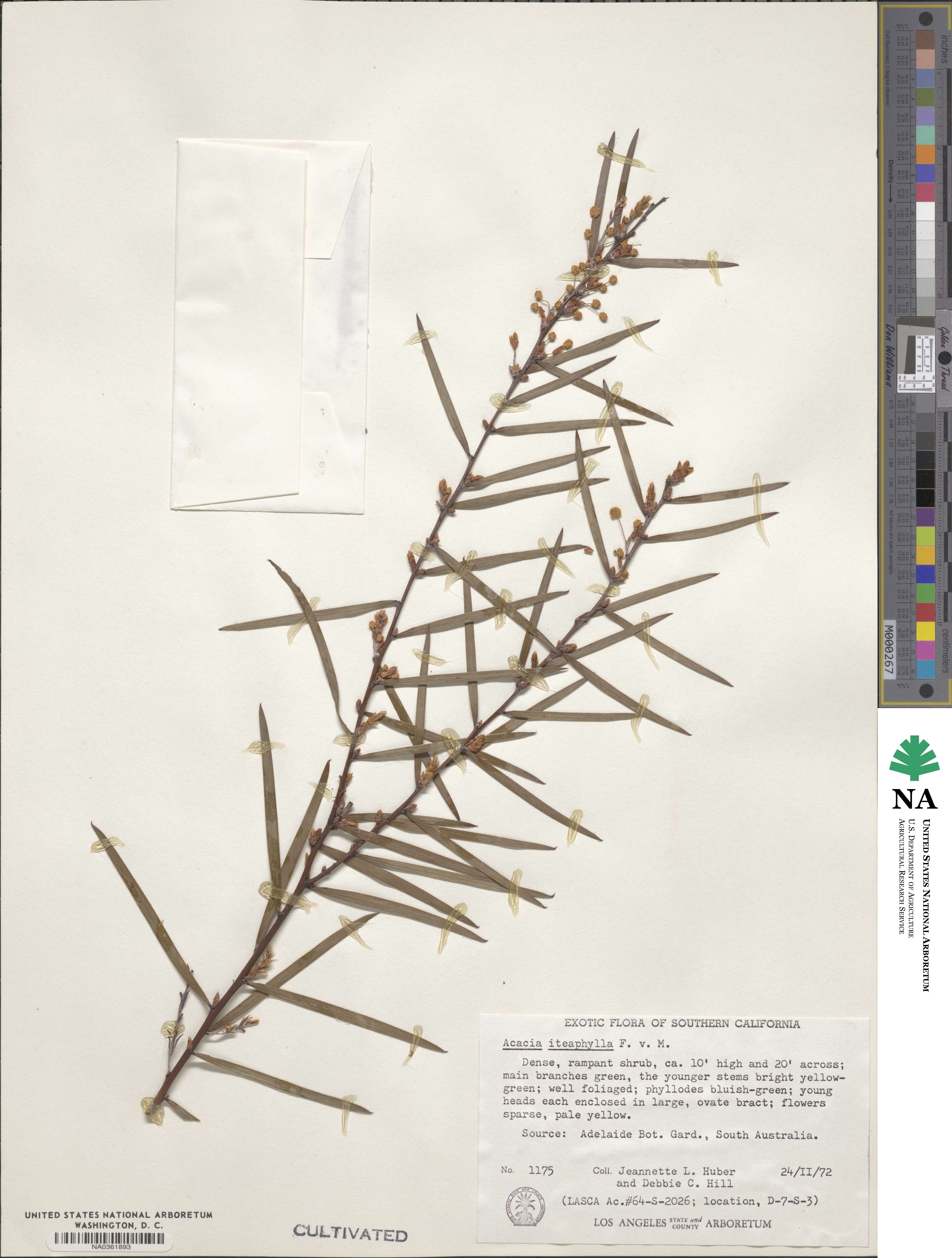 Acacia iteaphylla image