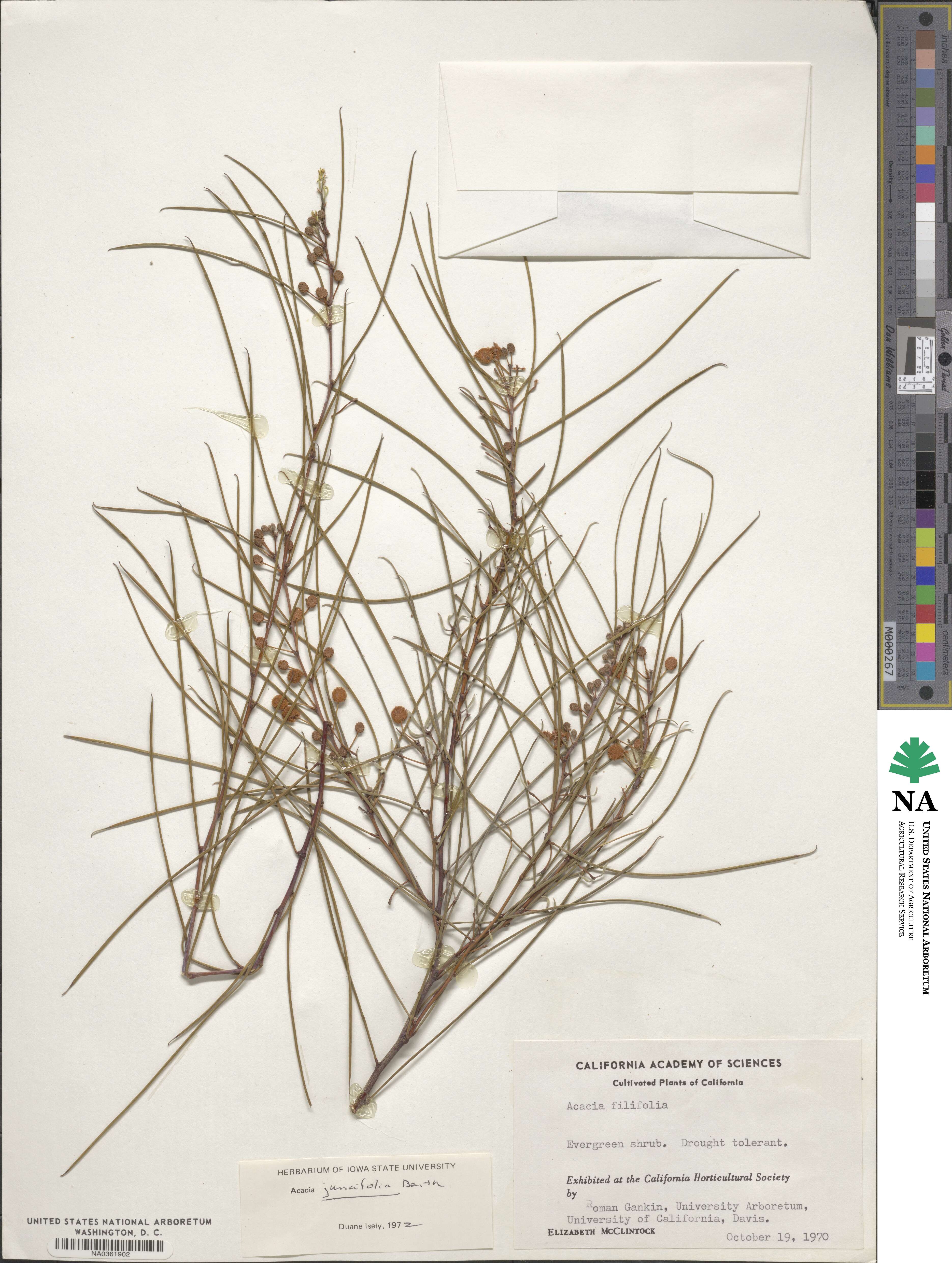 Acacia juncifolia image
