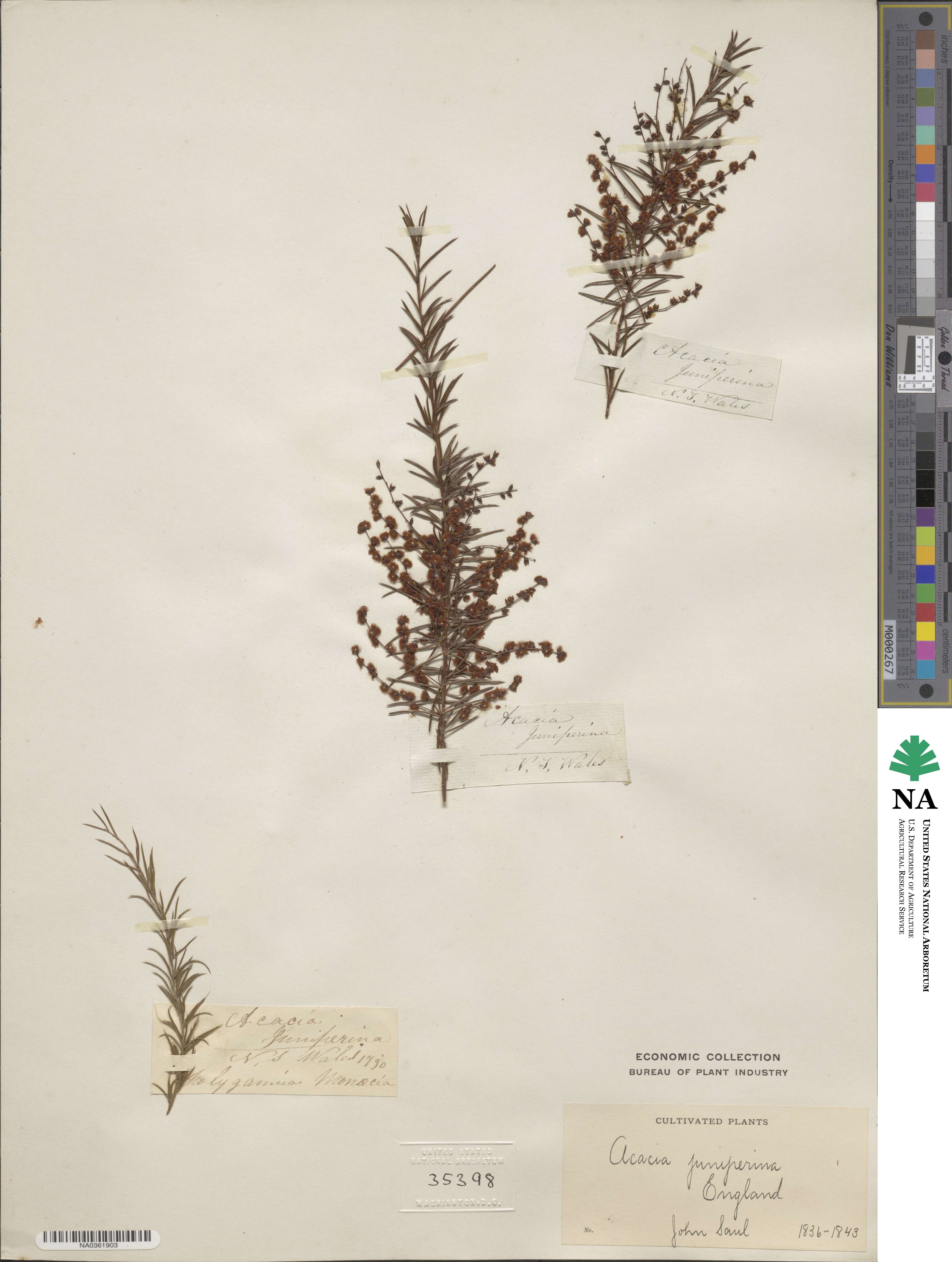 Acacia ulicifolia image
