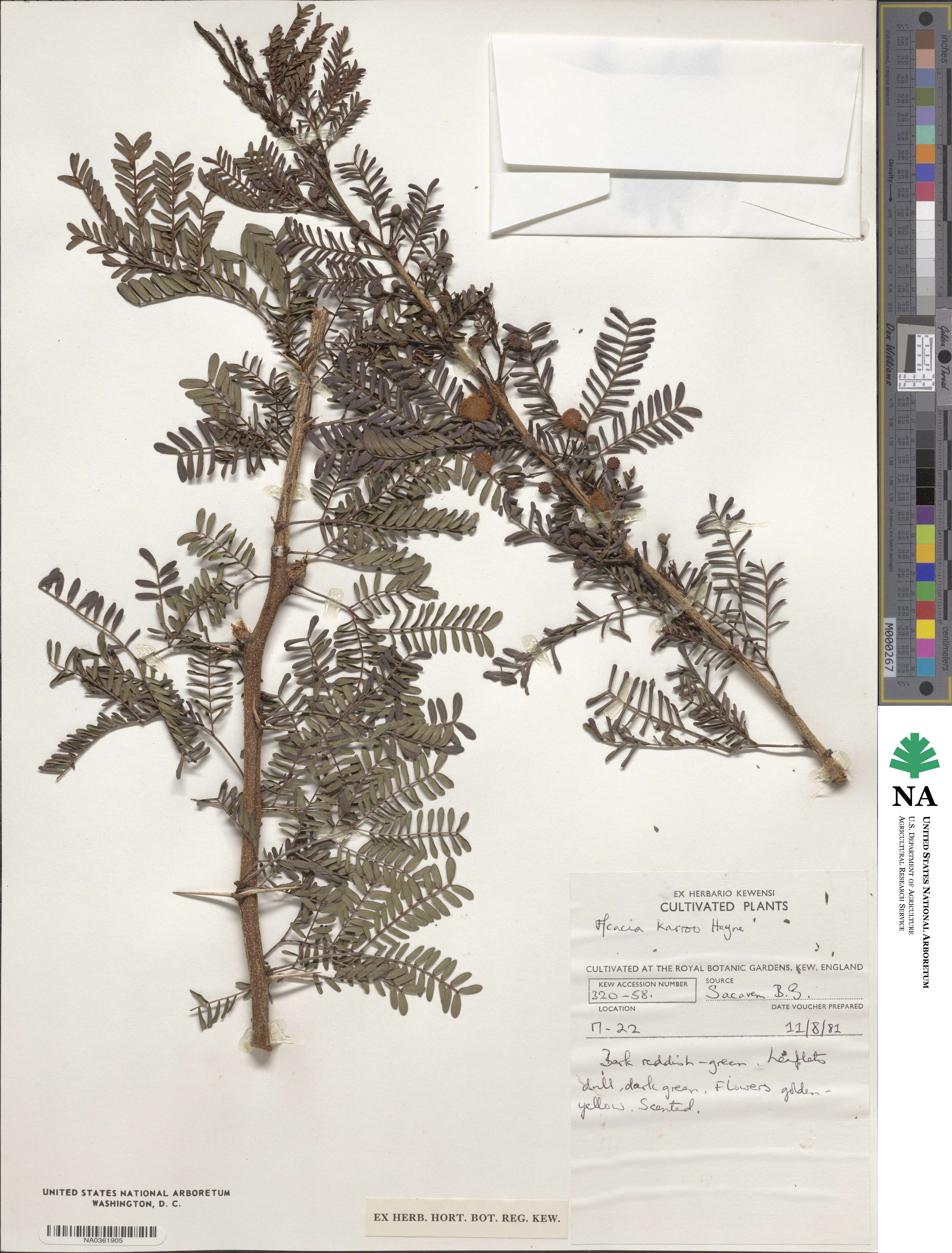 Vachellia karroo image