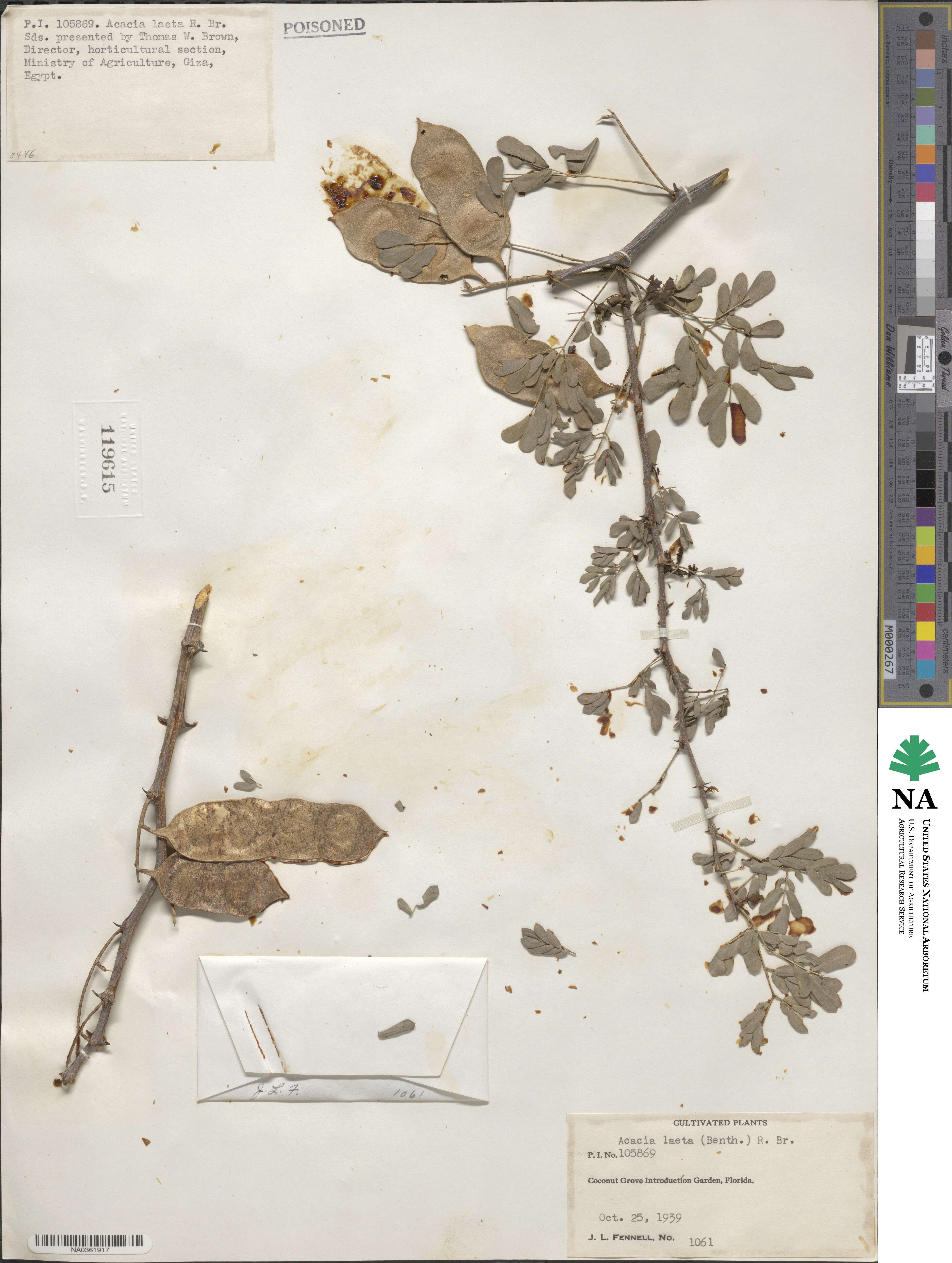 Acacia laeta image