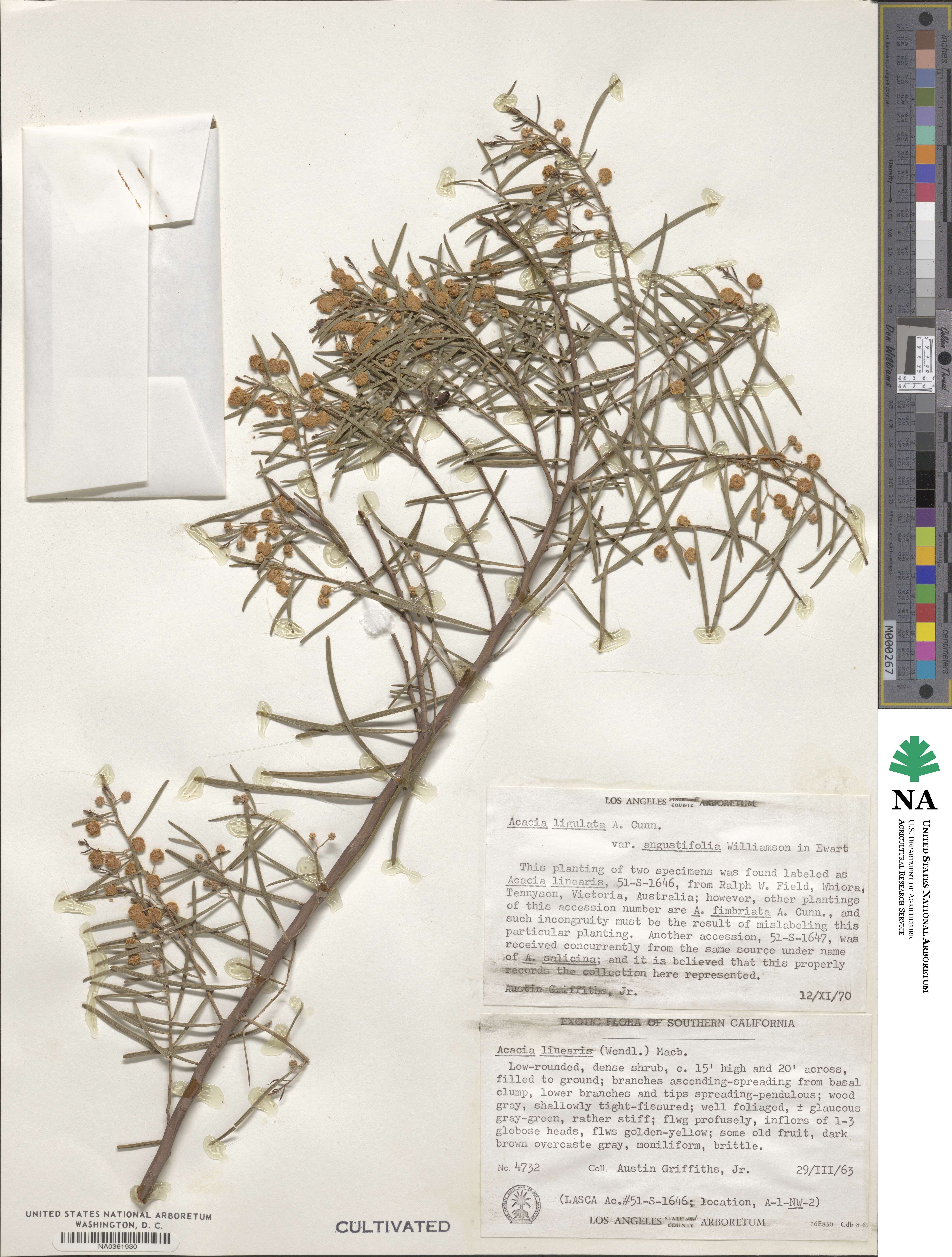 Acacia ligulata image