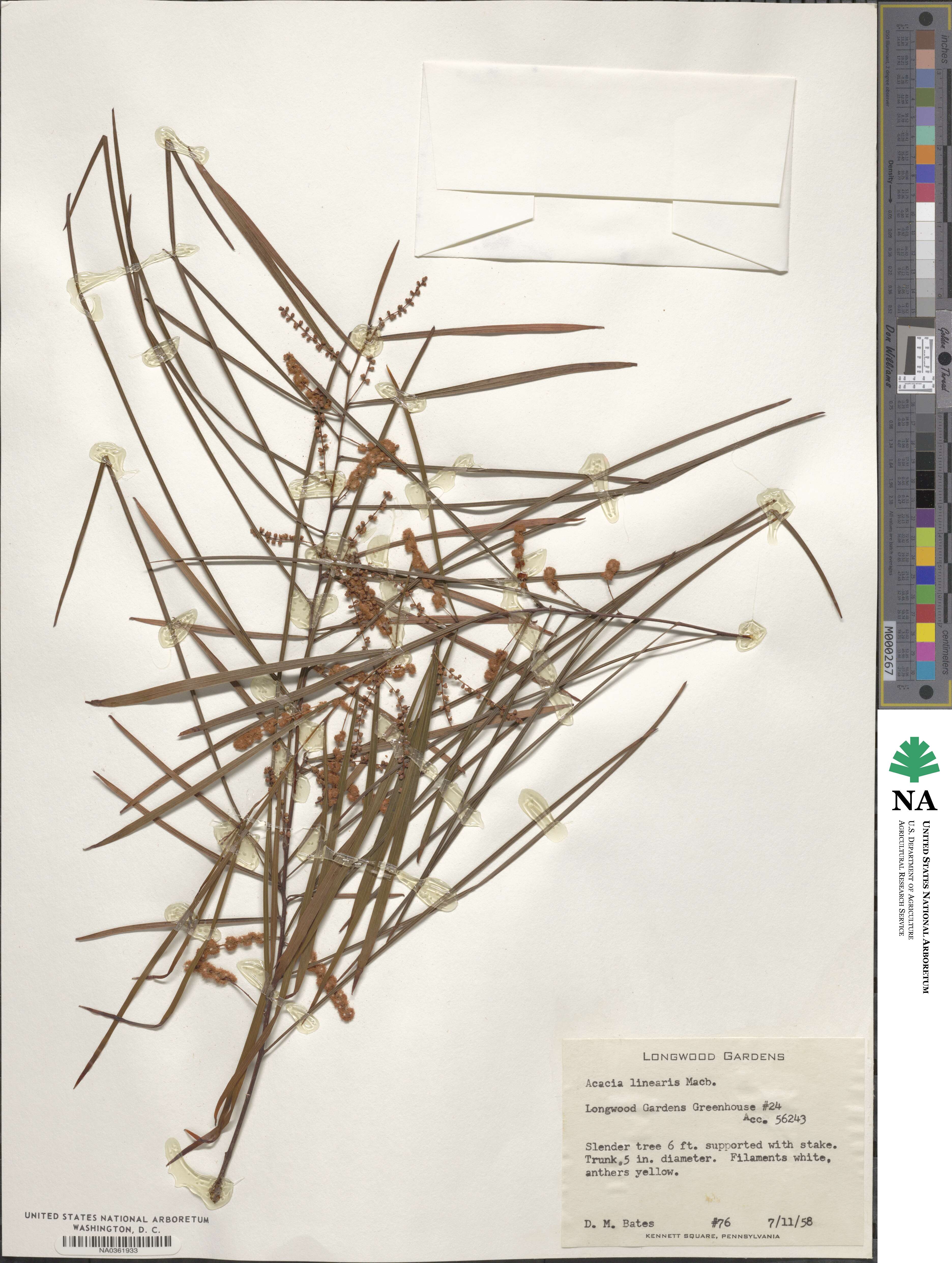 Acacia linearis image
