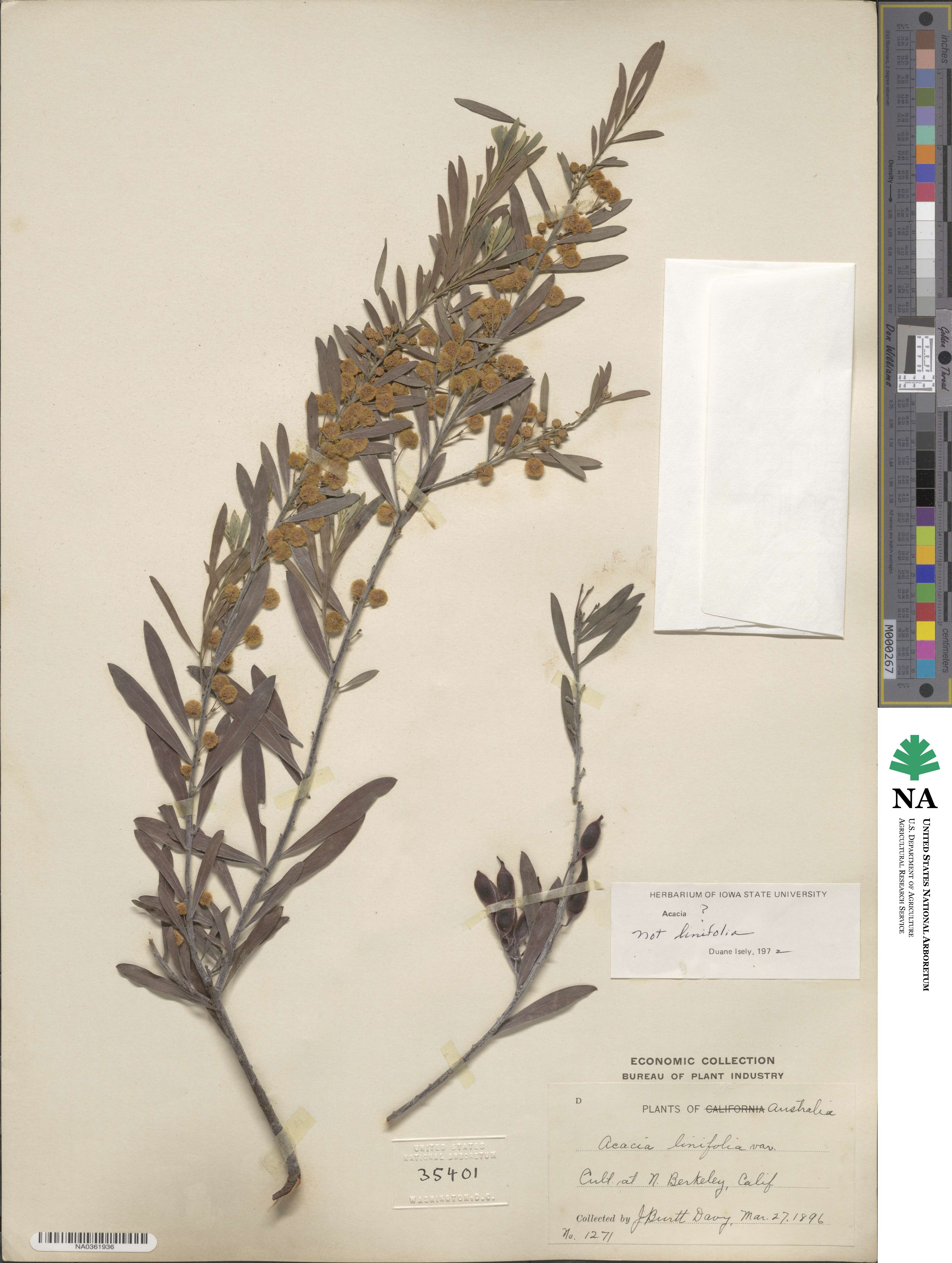 Acacia linifolia image