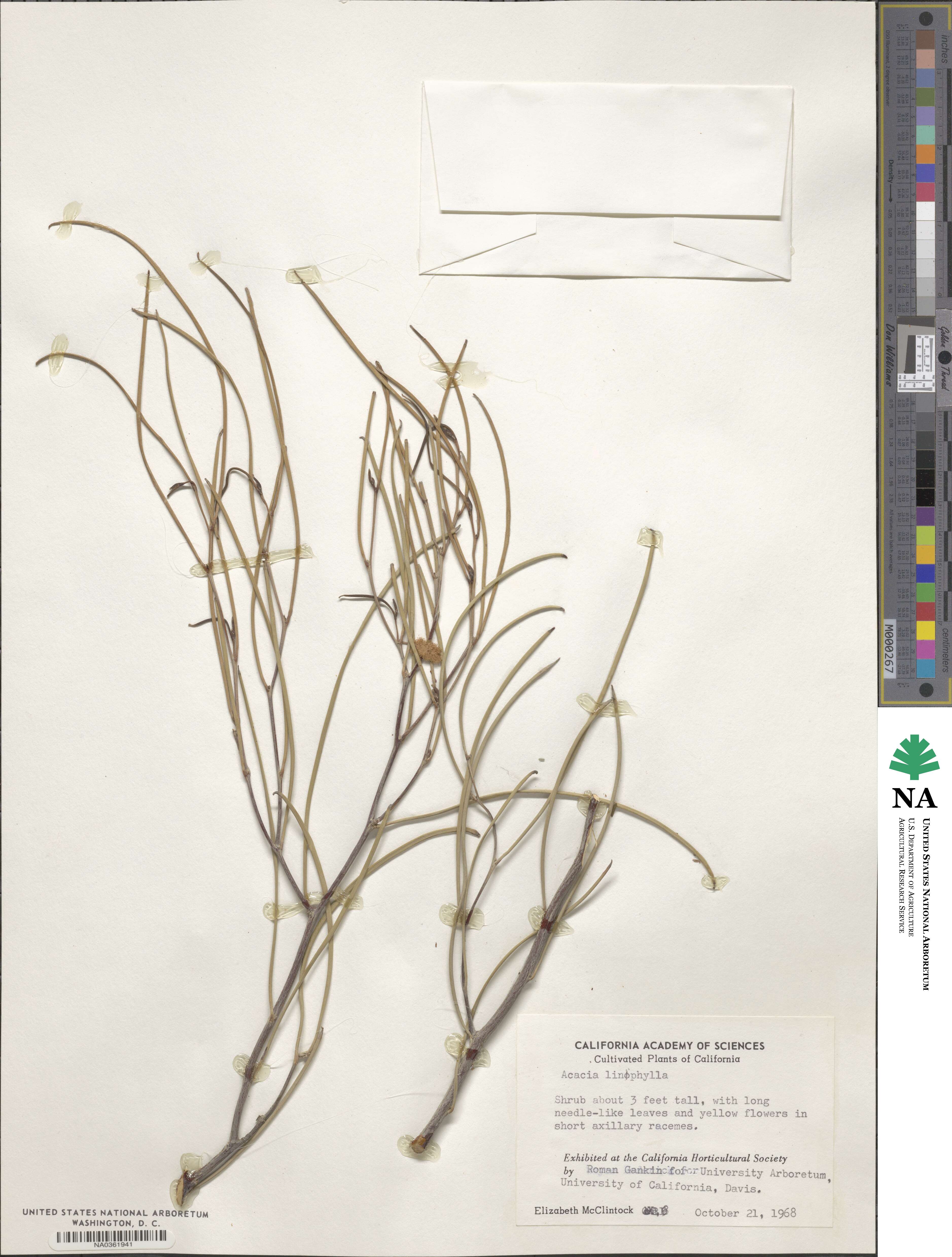Acacia ramulosa var. linophylla image