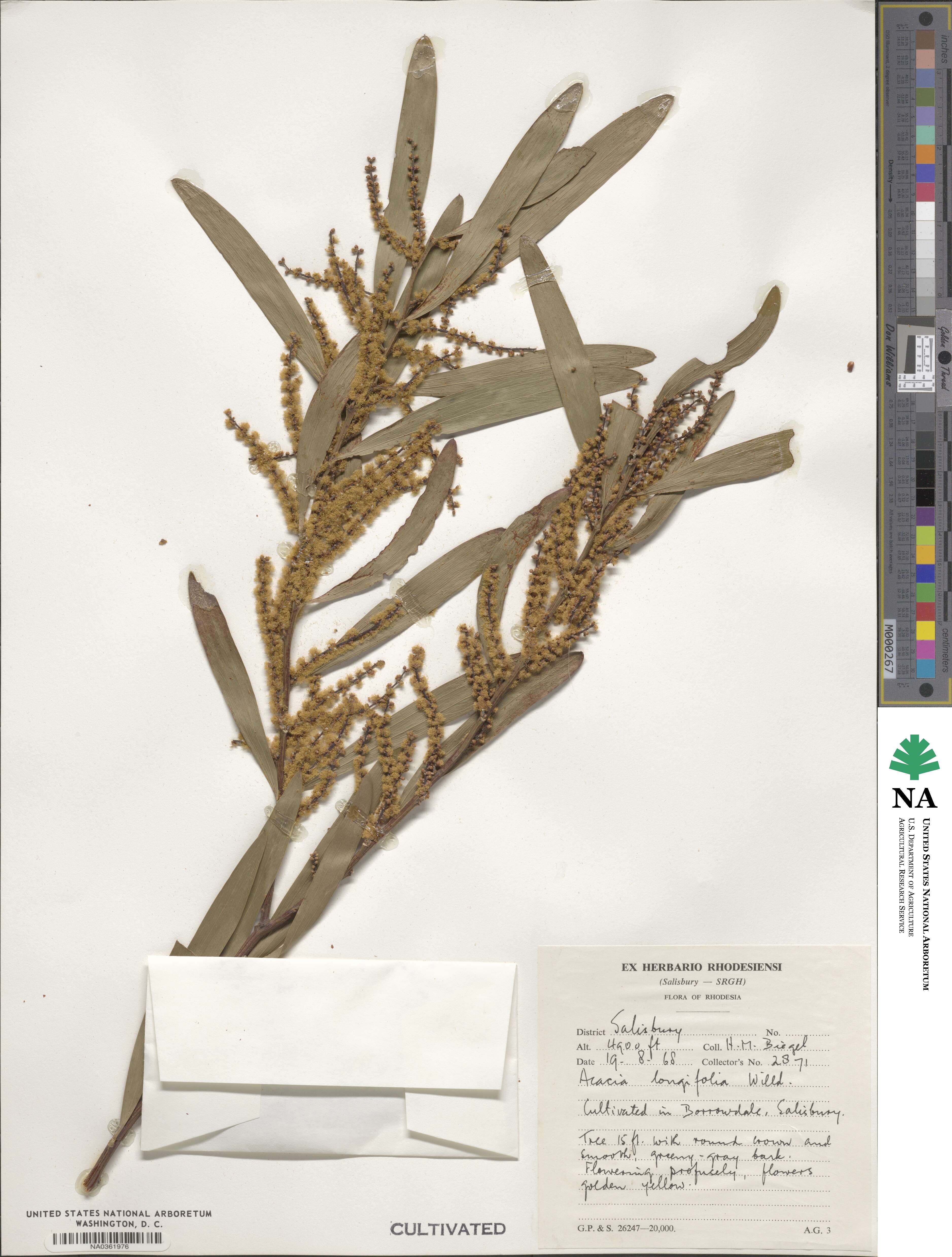 Acacia longifolia image