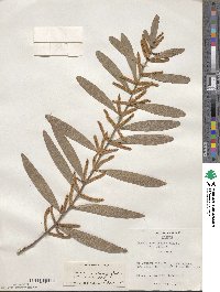 Acacia longifolia image