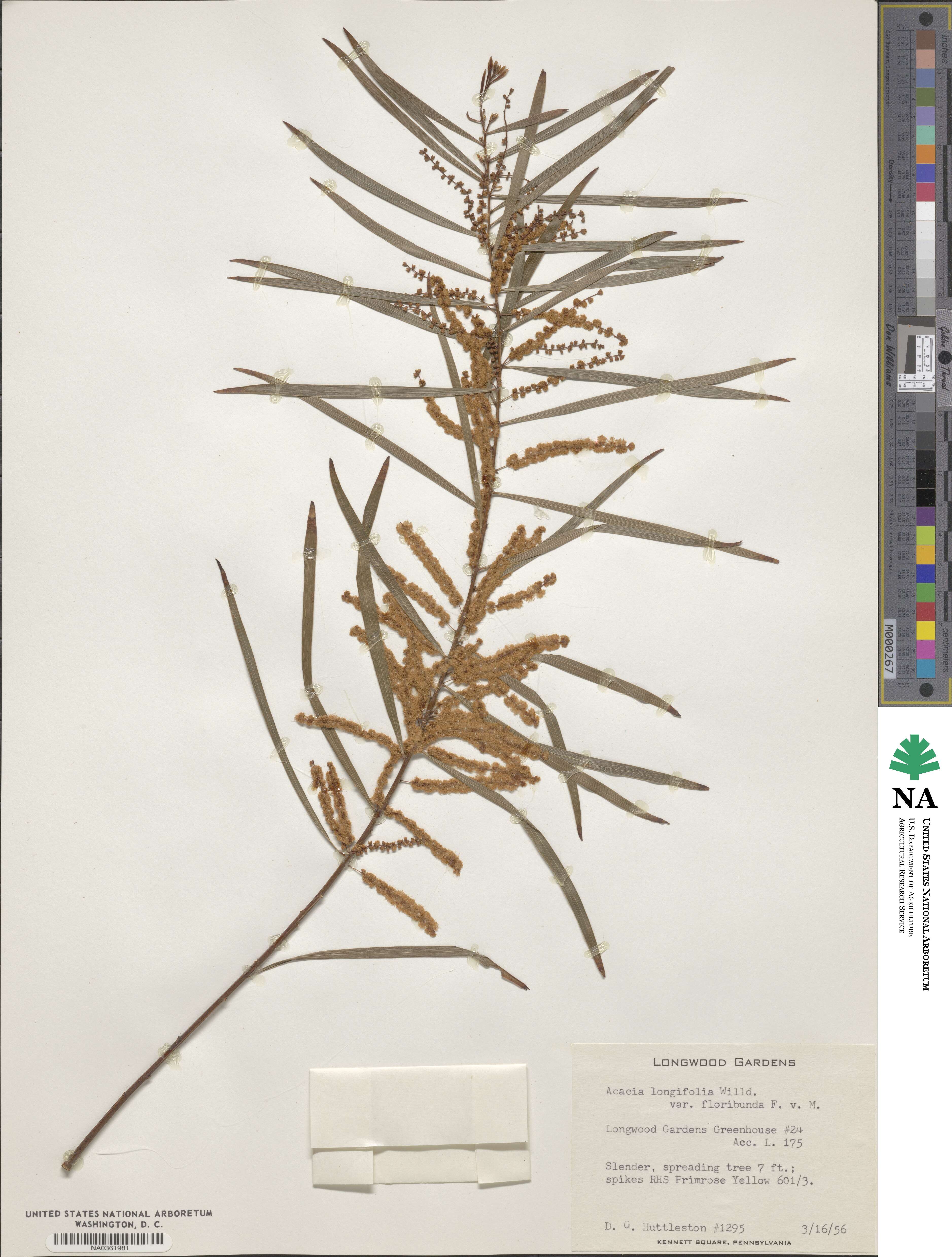 Acacia floribunda image