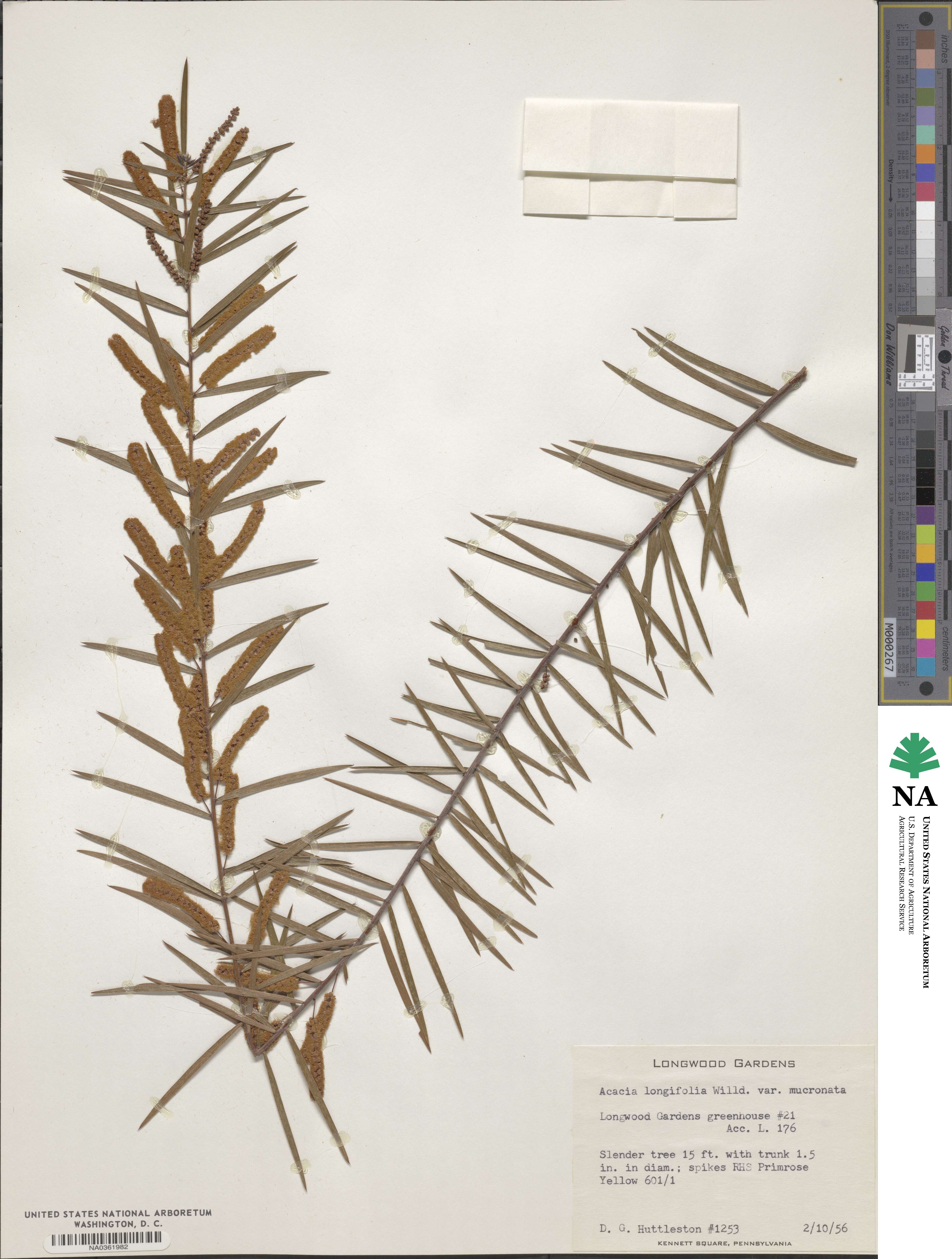 Acacia floribunda image