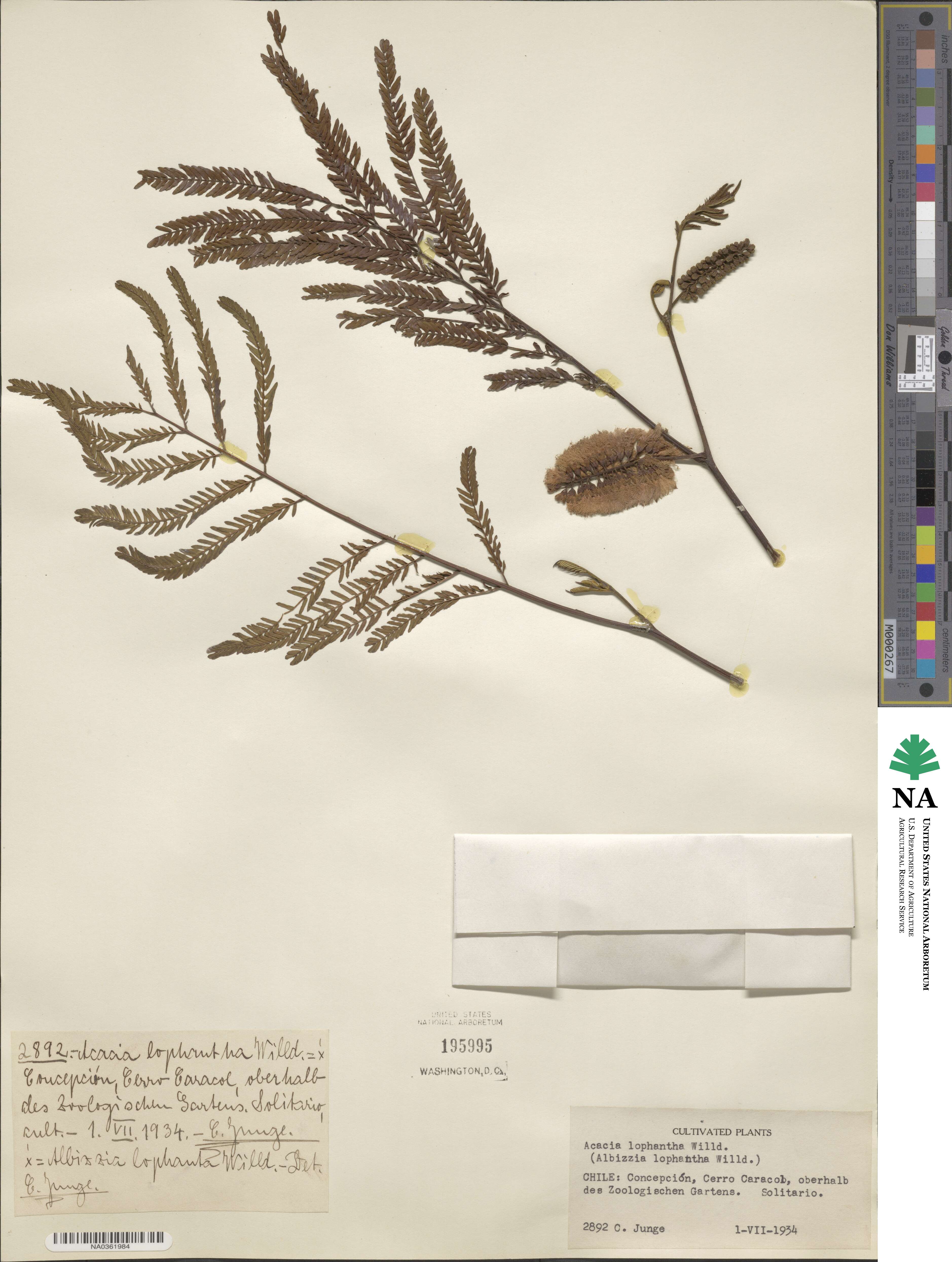 Paraserianthes lophantha image