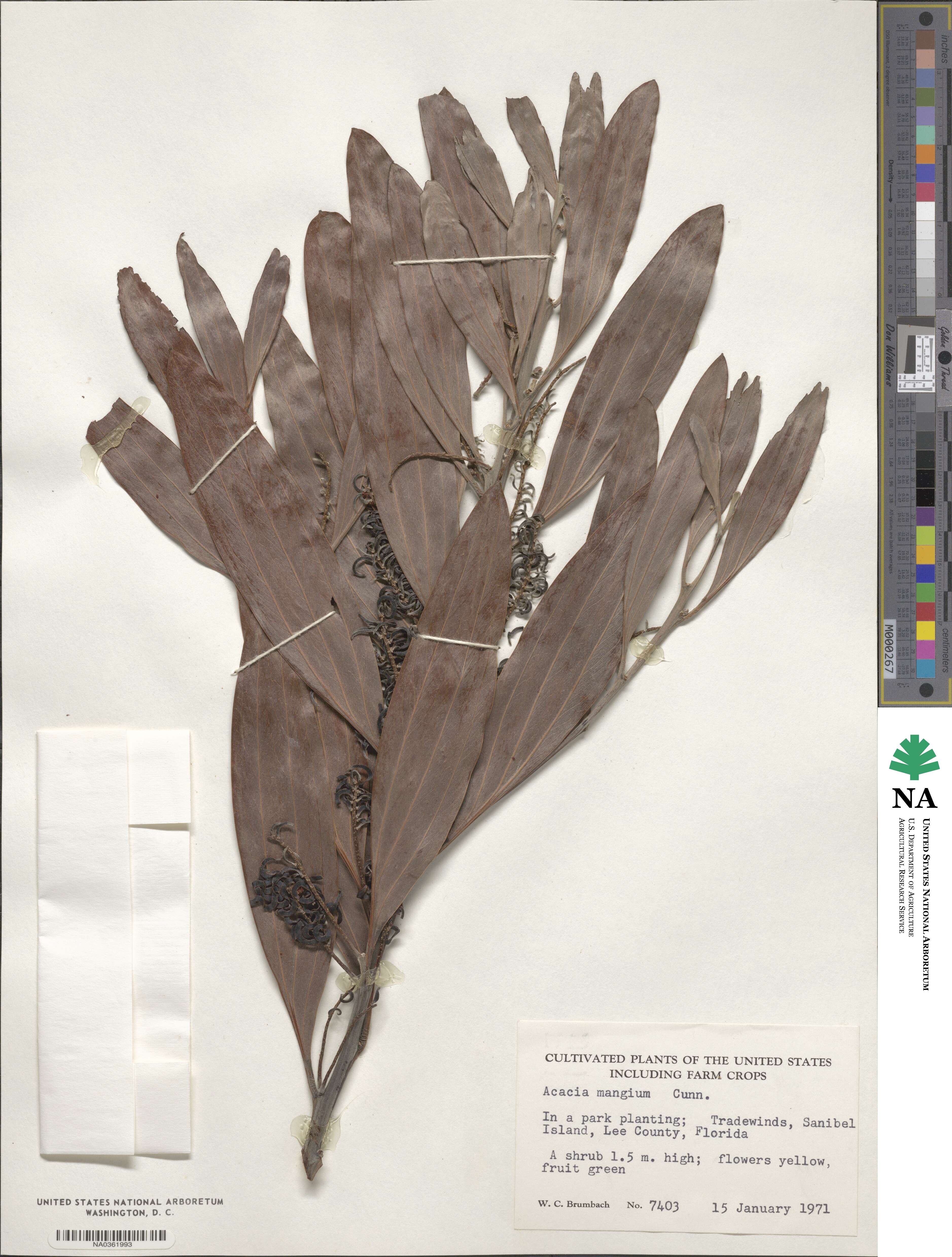Acacia mangium image