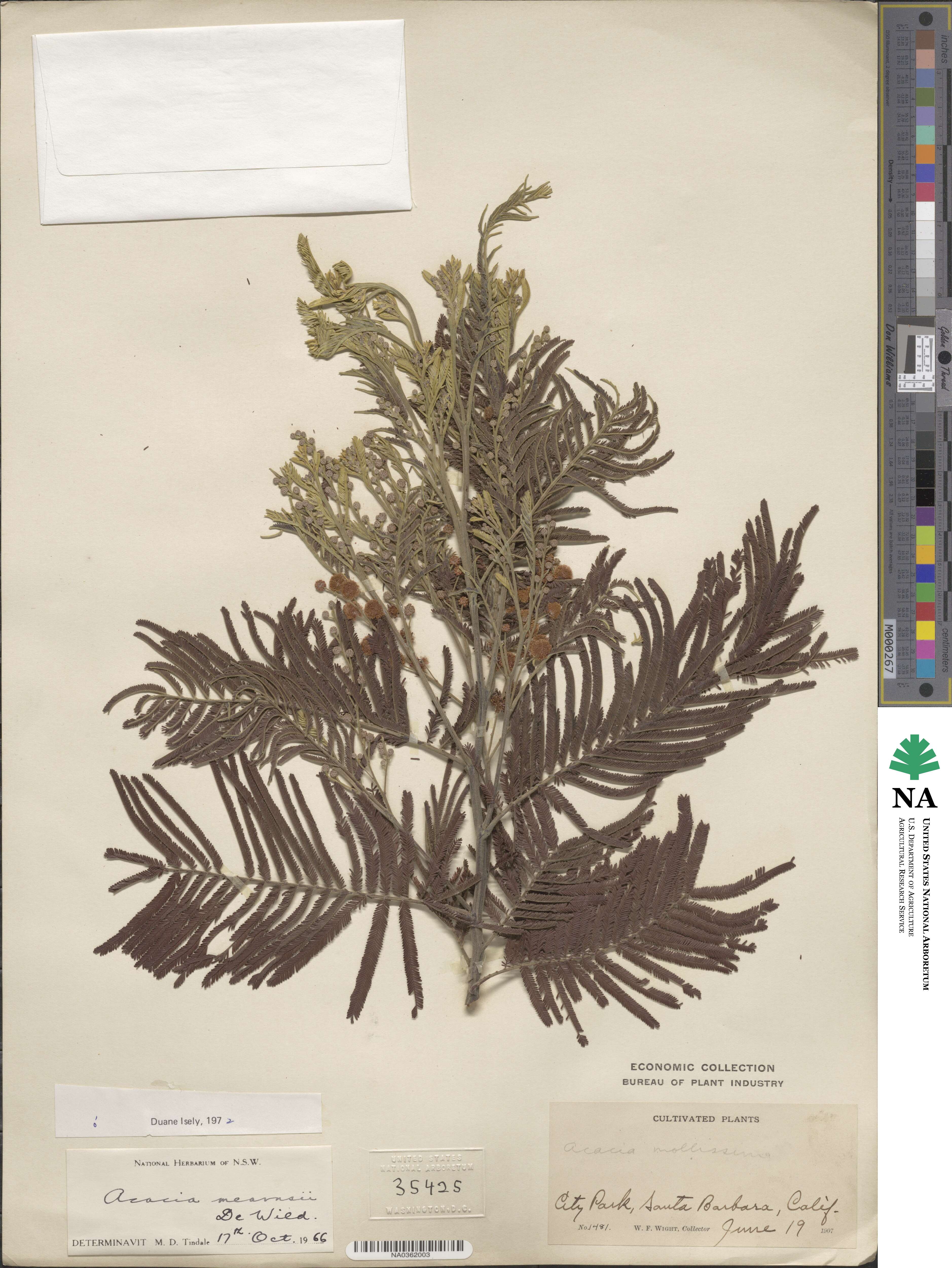 Acacia meisneri image