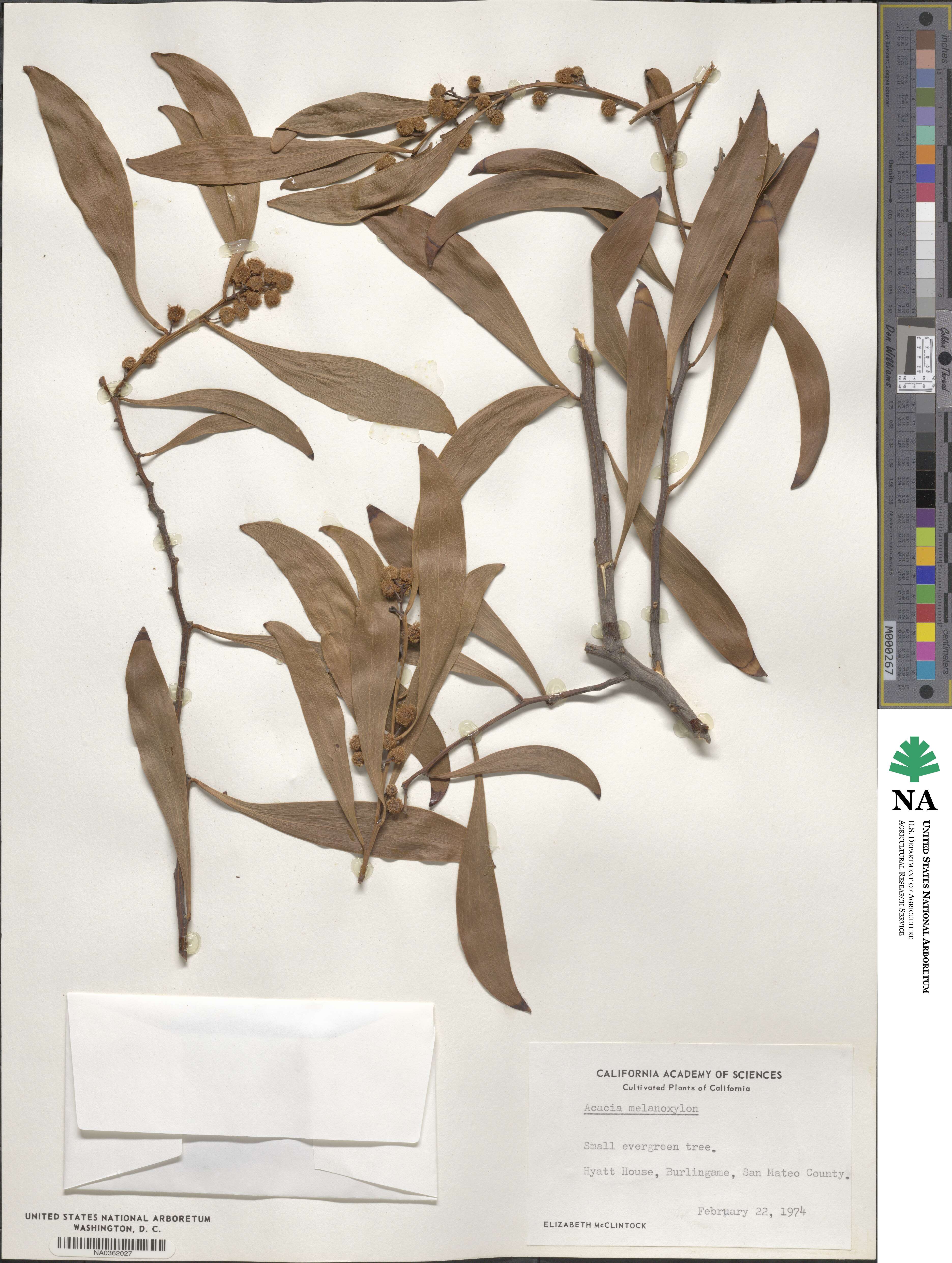 Acacia melanoxylon image