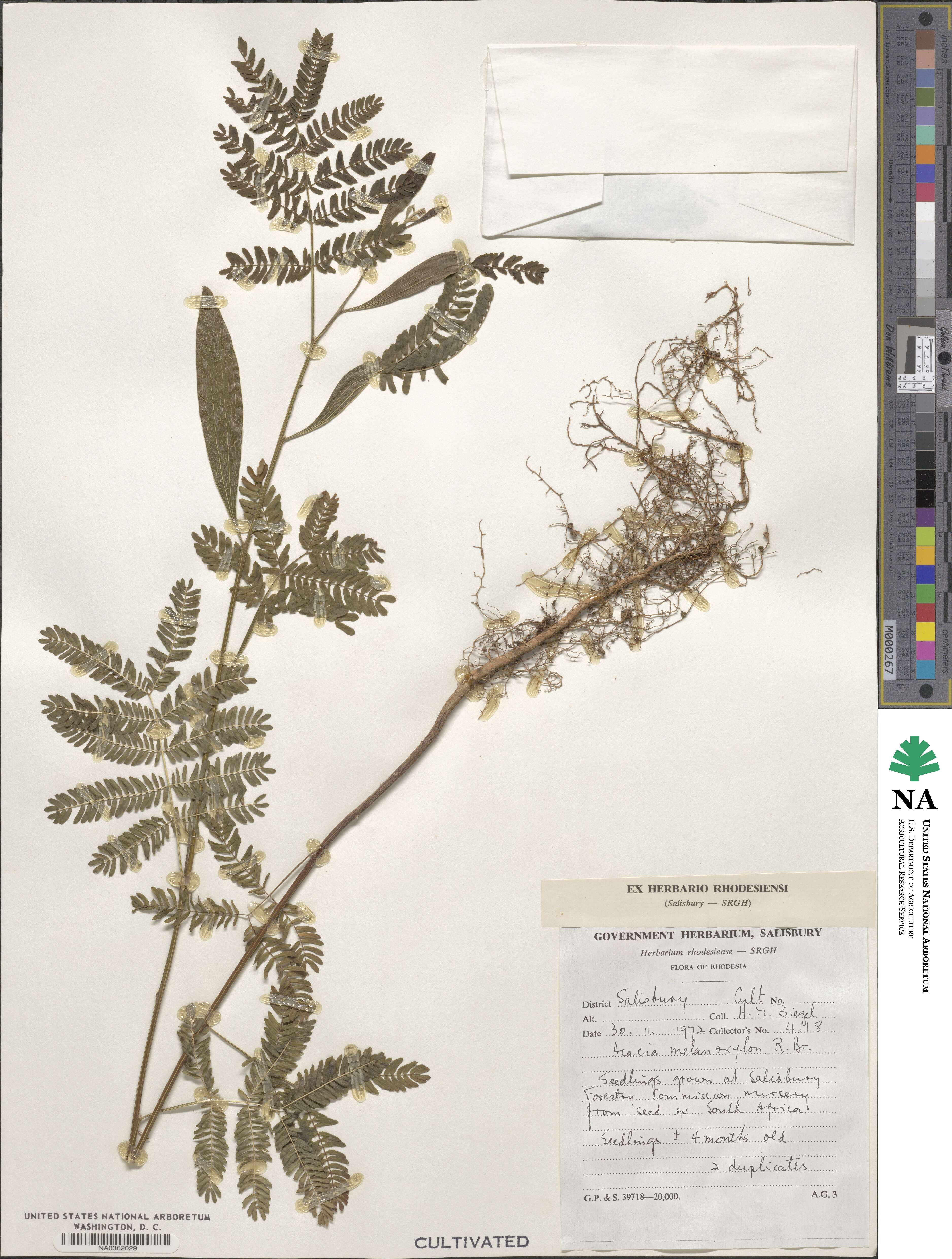 Acacia melanoxylon image