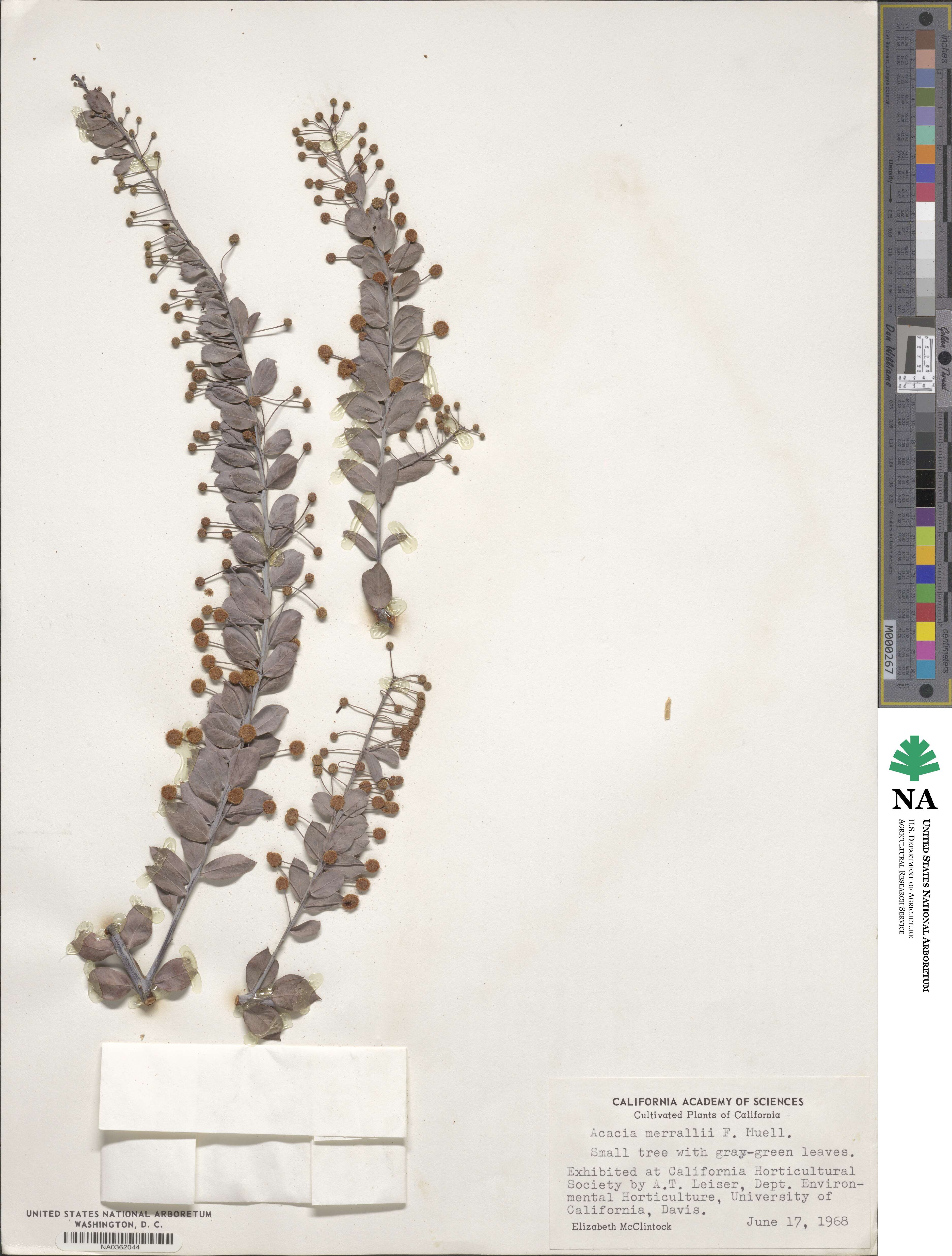 Acacia merrallii image