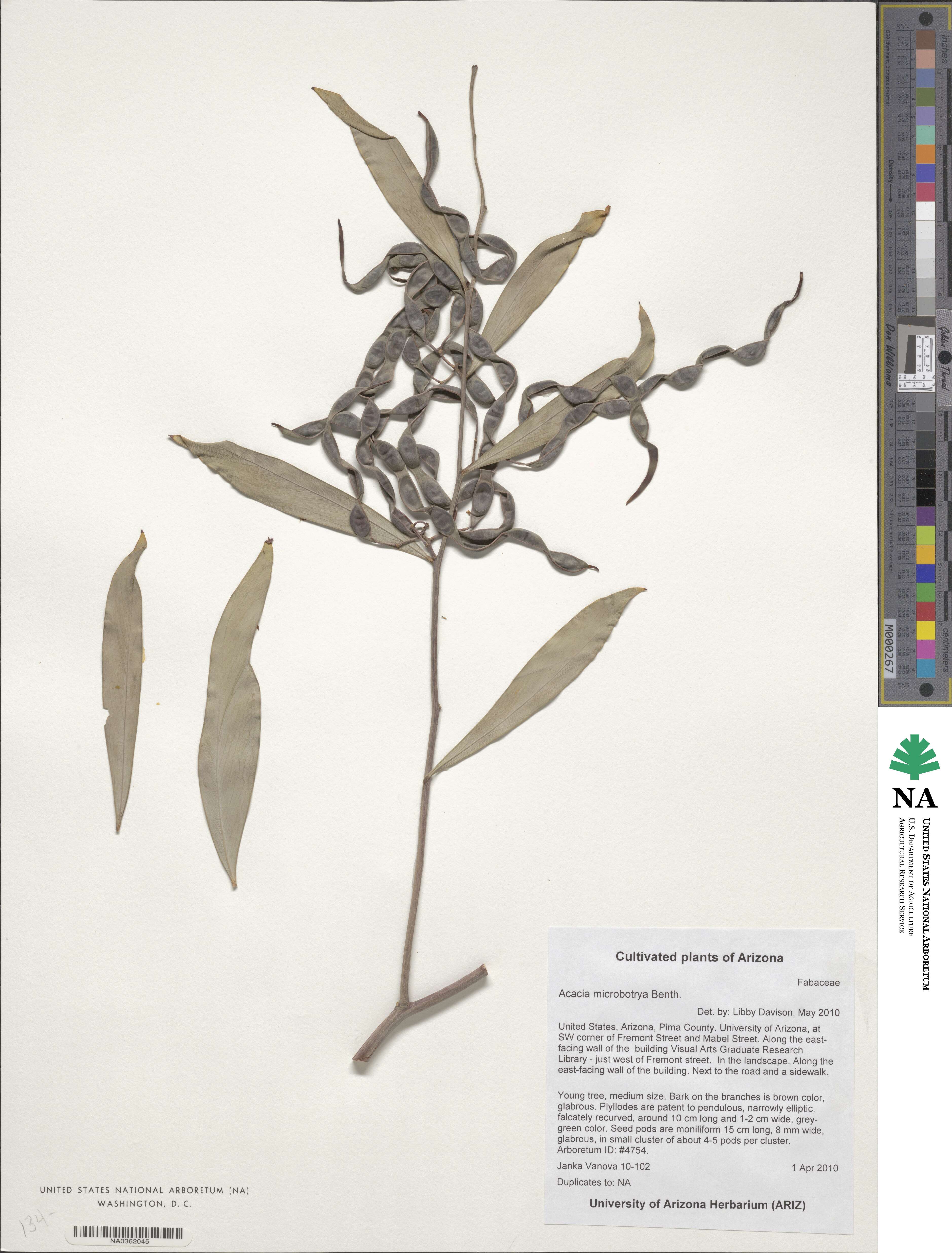 Acacia microbotrya image