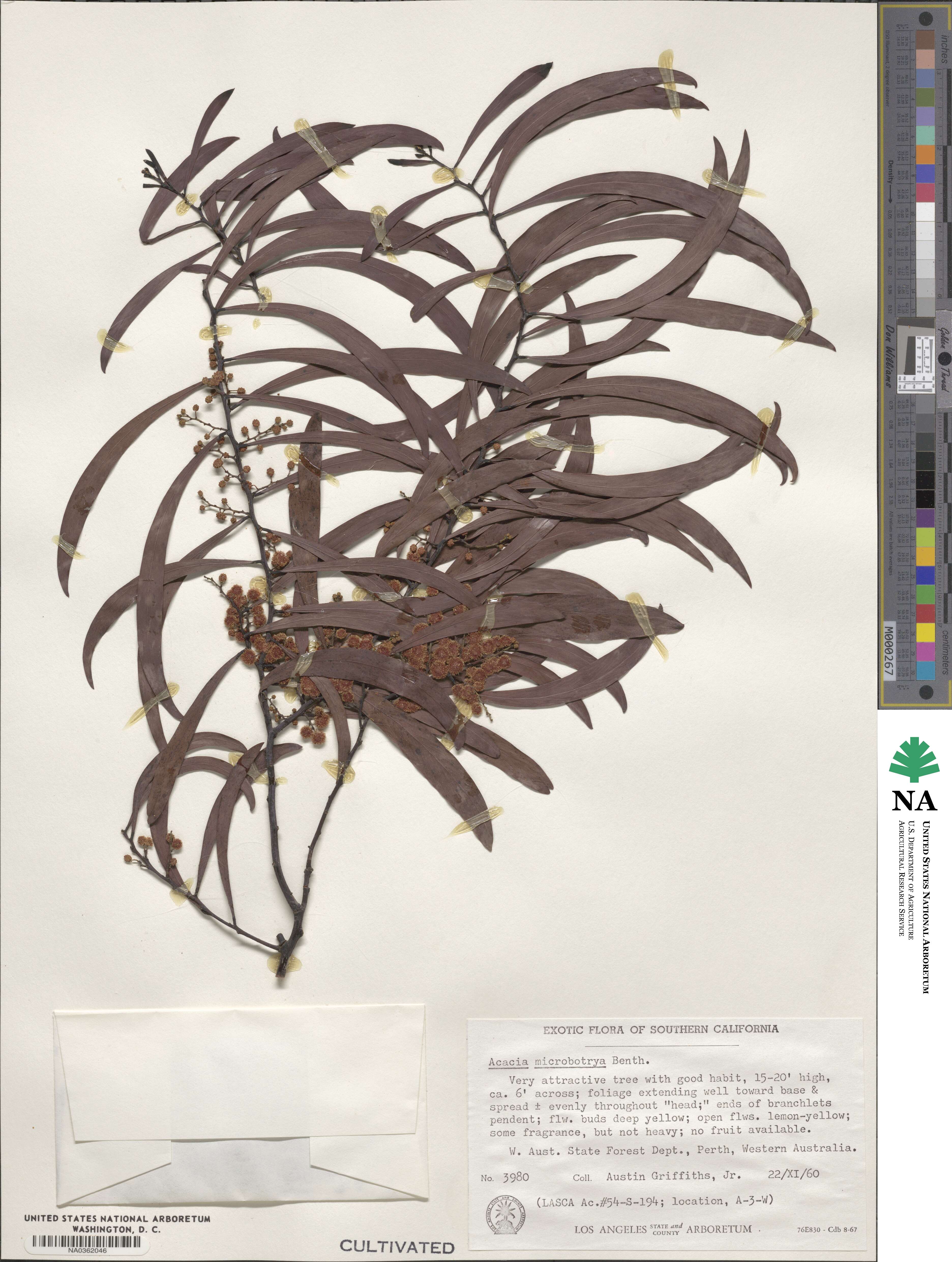 Acacia microbotrya image
