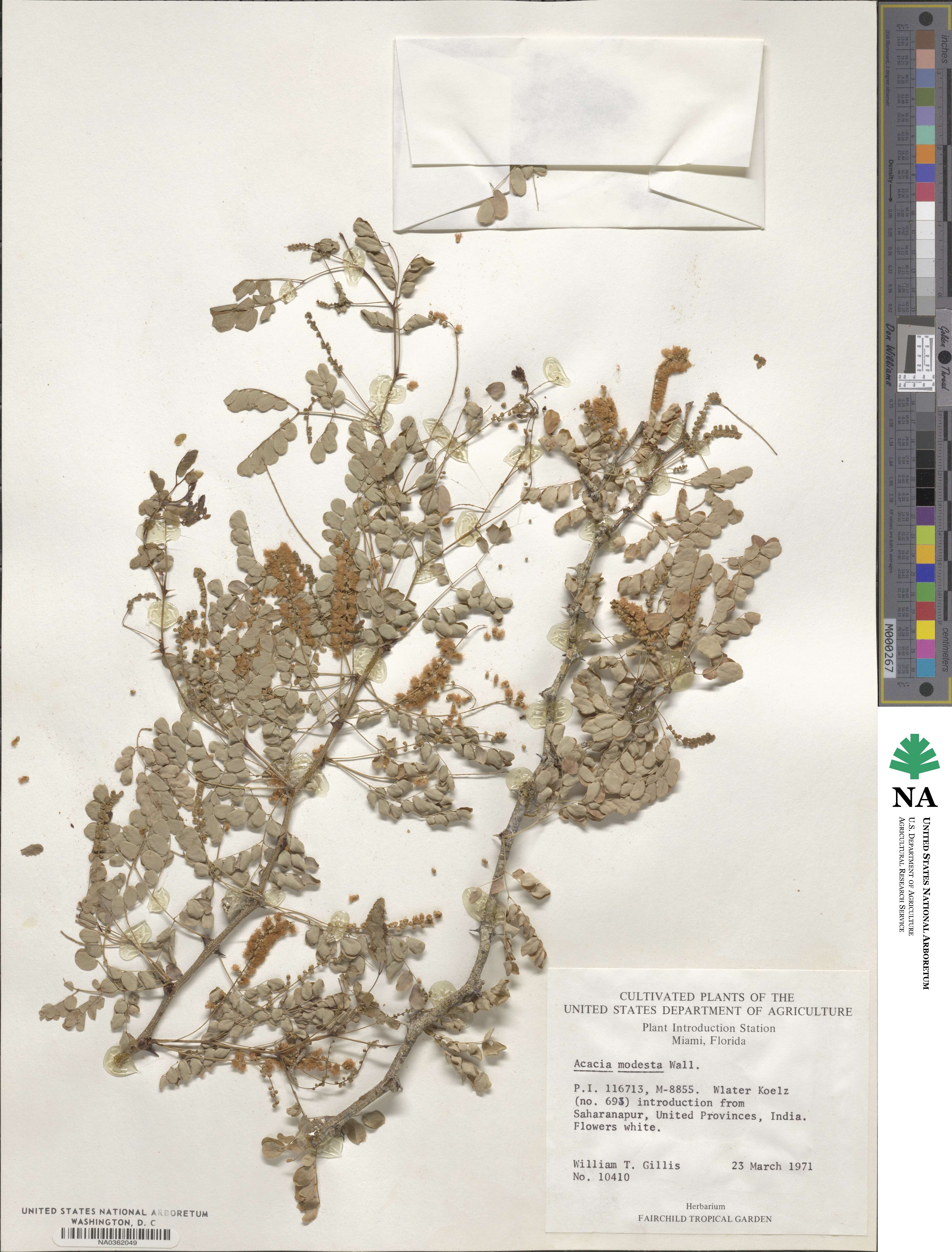 Senegalia modesta image