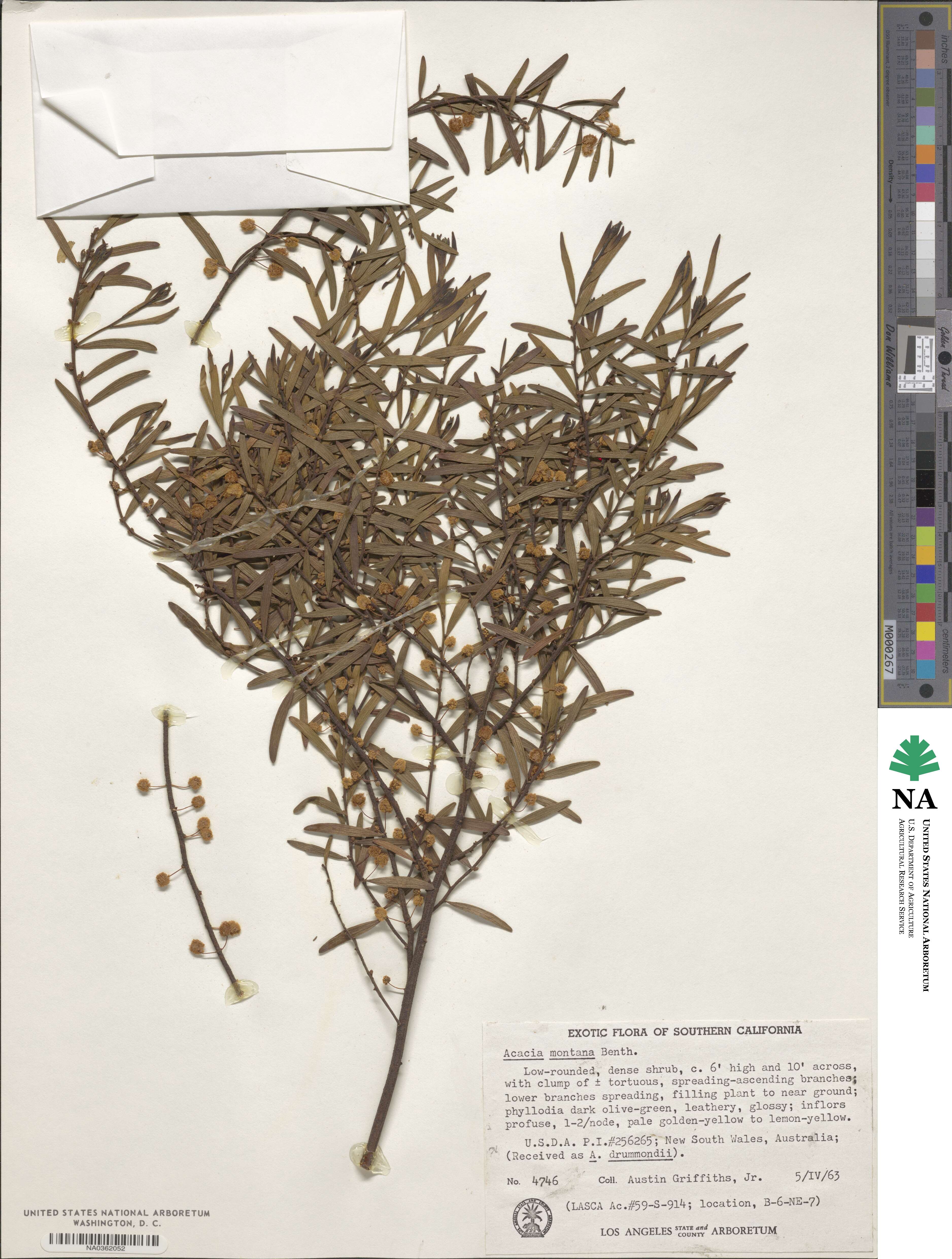 Acacia montana image