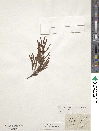Acacia mucronata image