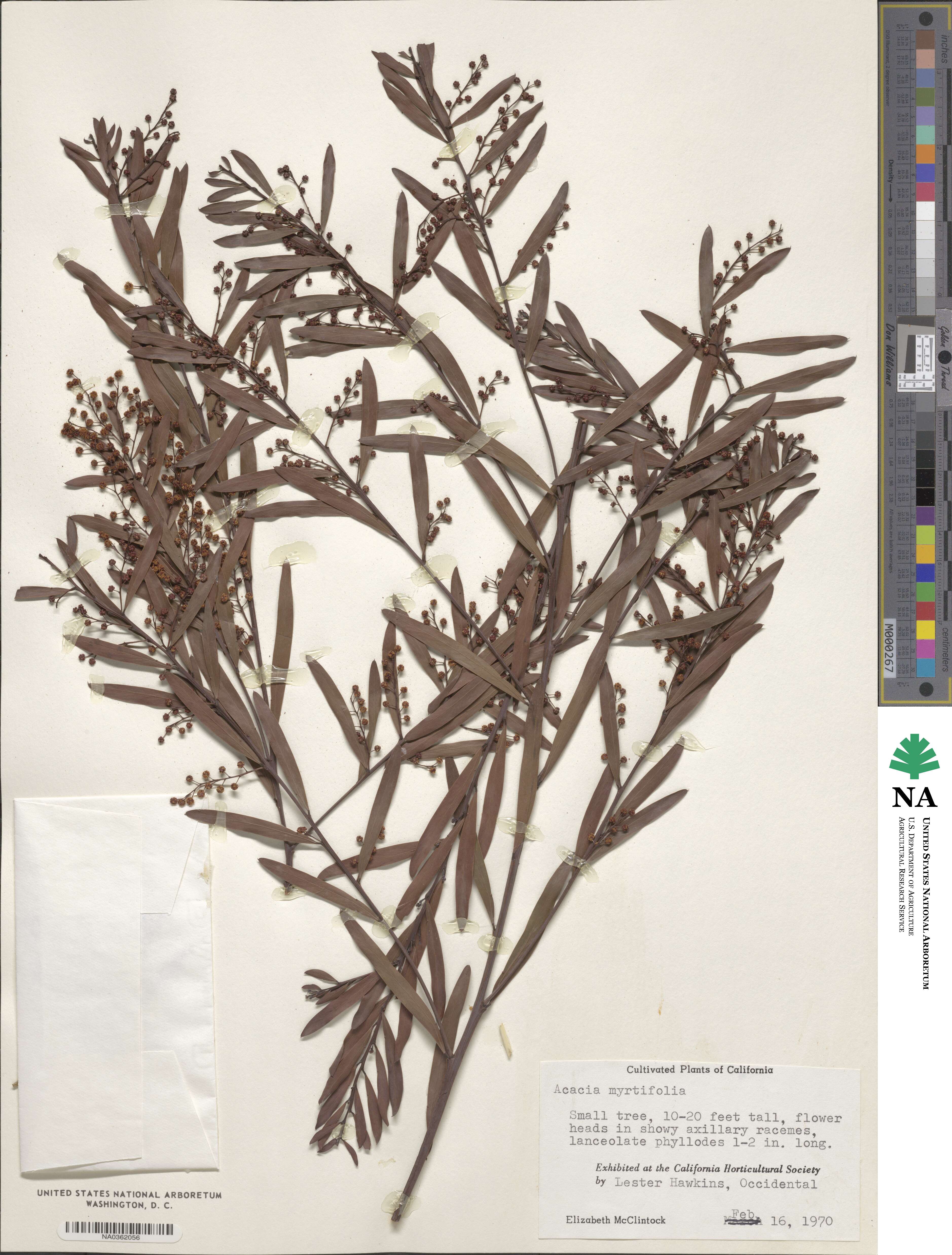 Acacia myrtifolia image