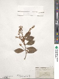 Acacia myrtifolia image