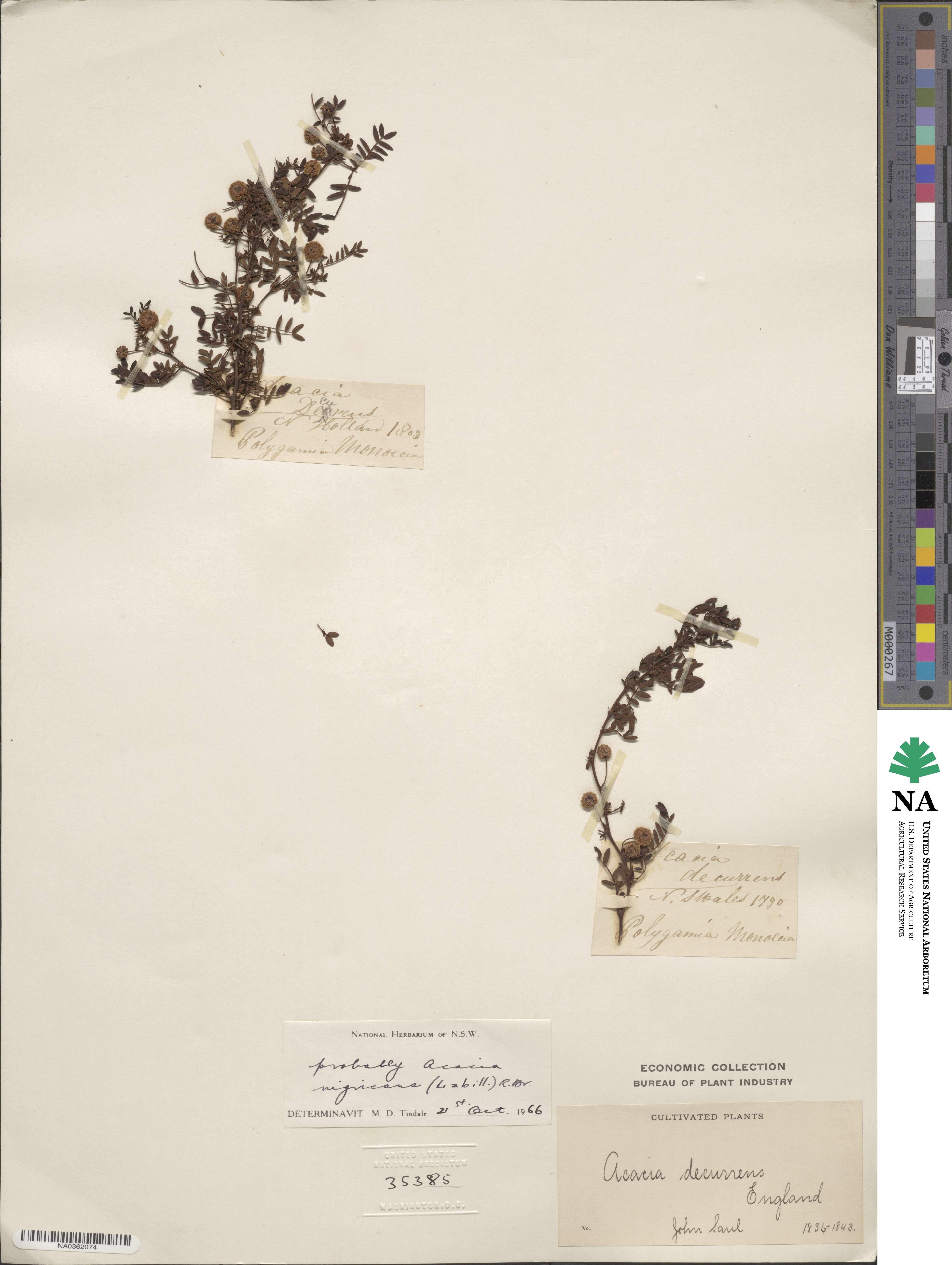Acacia nigricans image